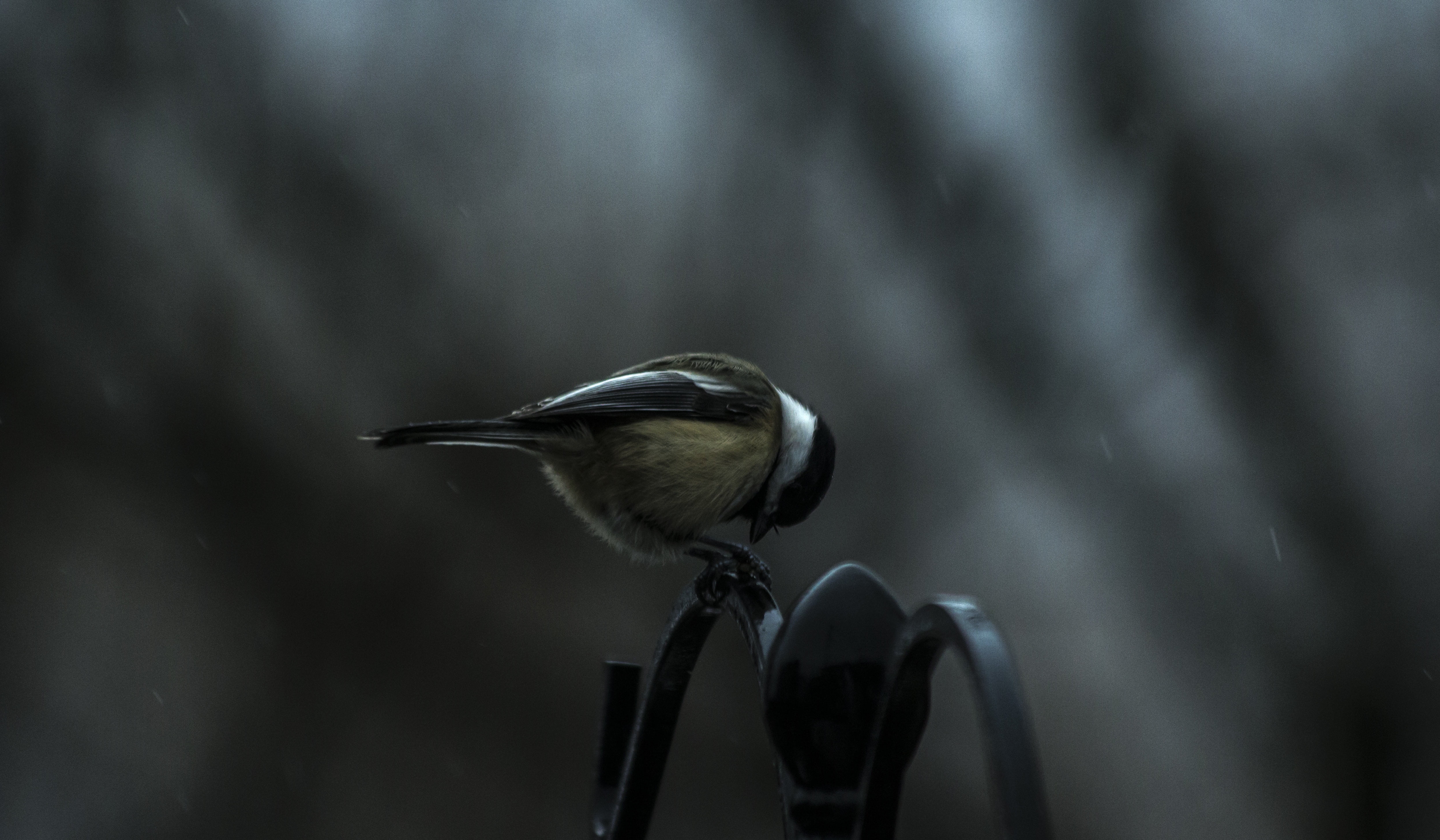 nature, capped, sitting, one animal, full length, animal wildlife, day, 4K, bird, focus on foreground, blurred motion, animals in the wild, no people, HD Wallpaper