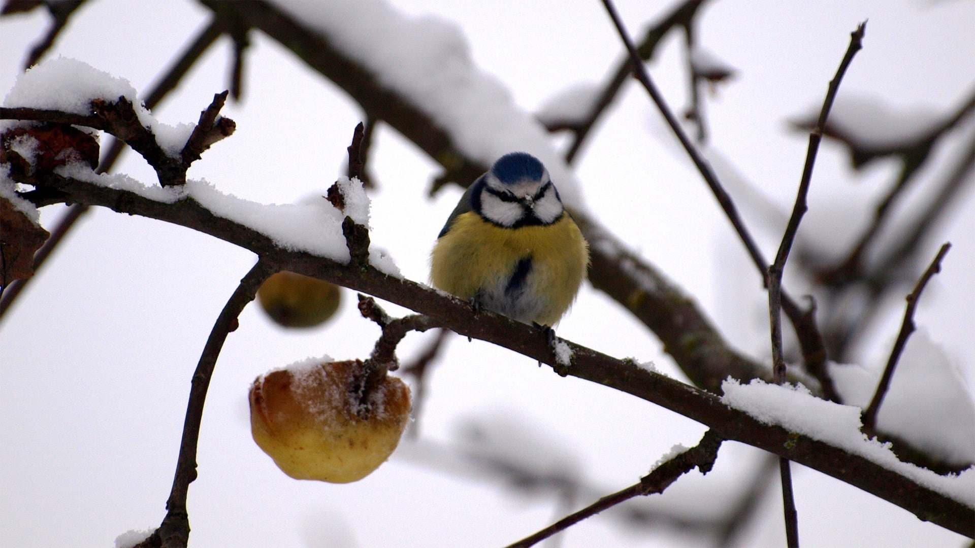birds snow branch nature twigs titmouse, 1080P, HD Wallpaper