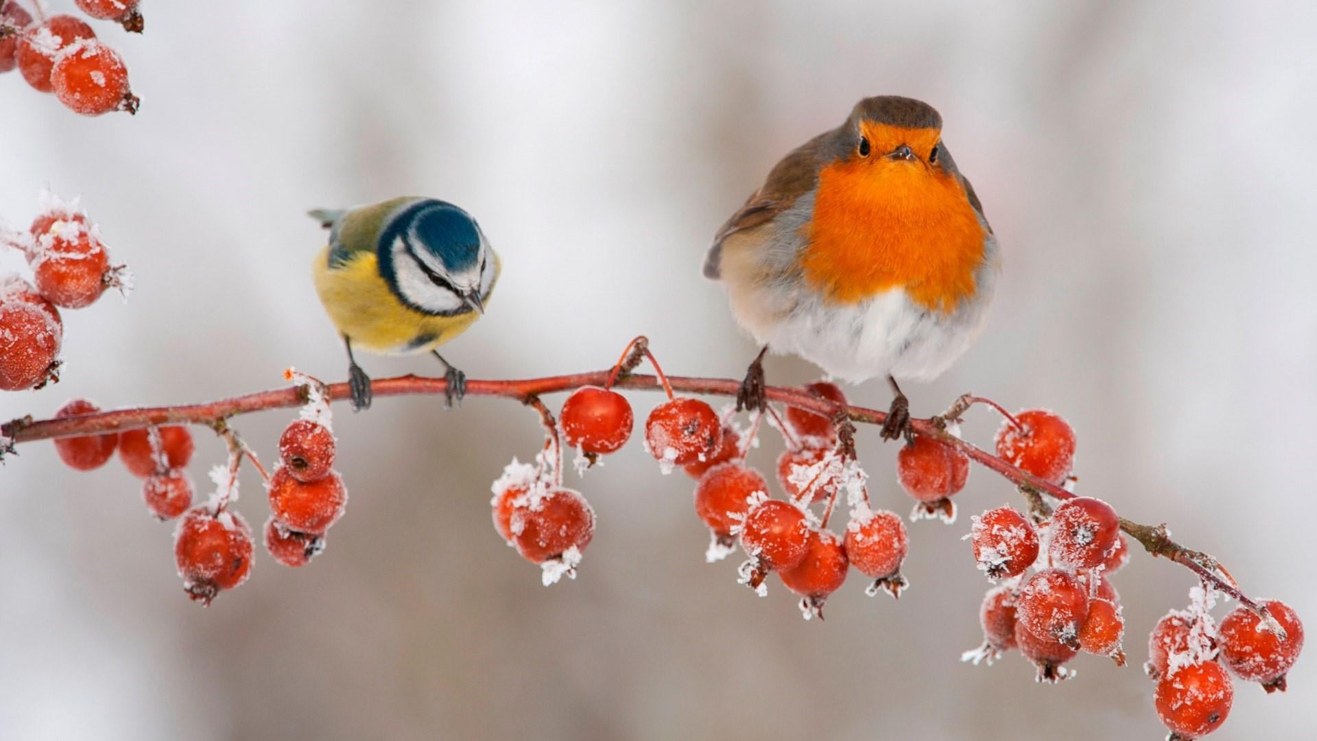 robin, group of animals, vertebrate, two animals, birds, european robin, twig, red berries, tree, titmouse, branch, bird, berries, nature, frost, animals in the wild, HD Wallpaper