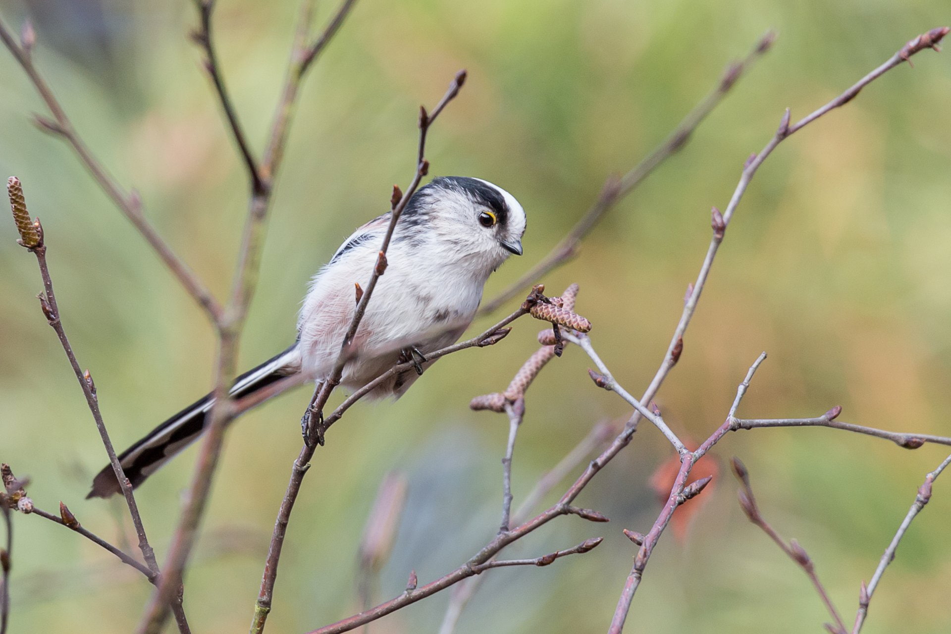 1080P, Wildlife, Titmouse, Birds, Bird, HD Wallpaper