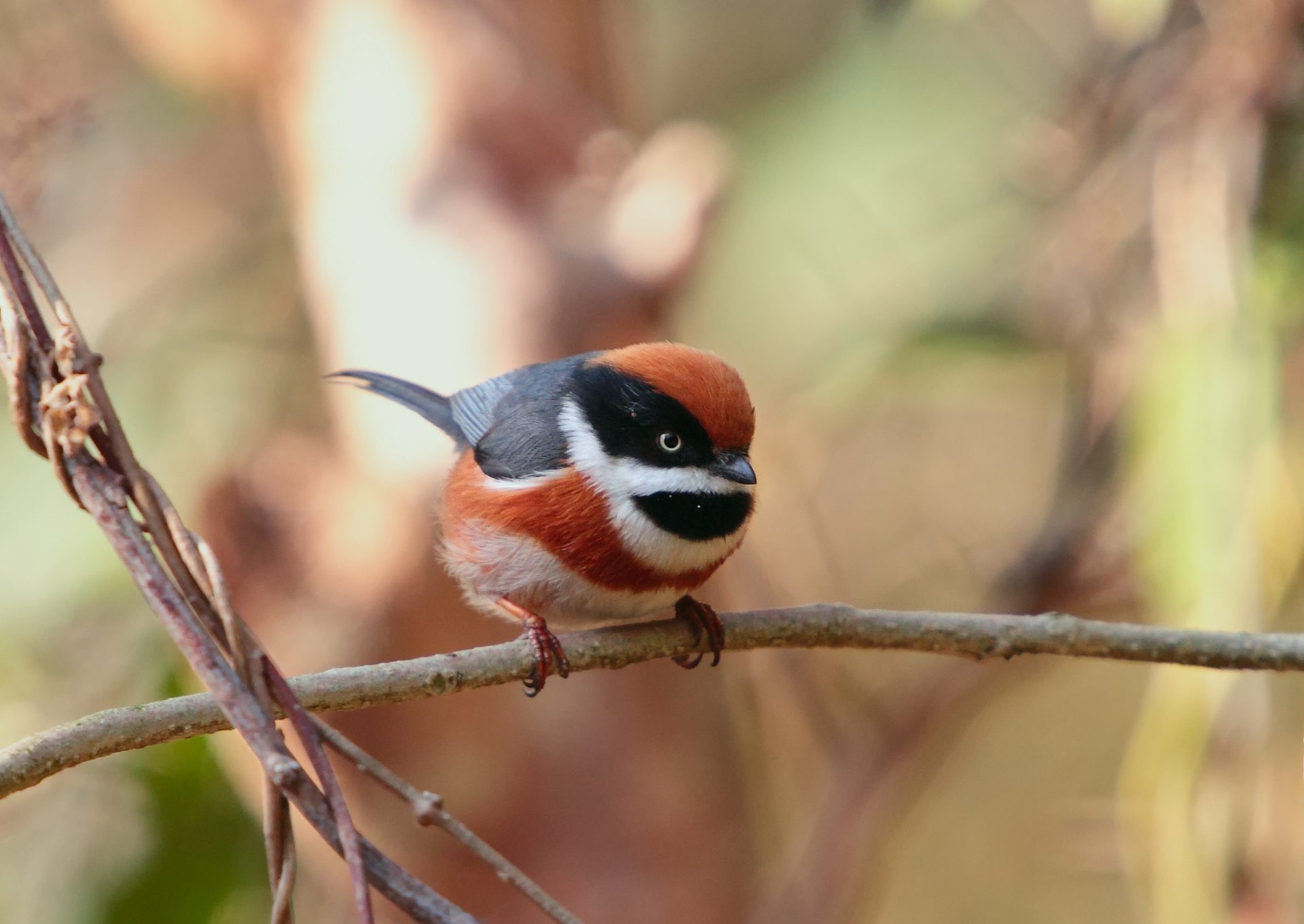 Birds, Titmouse, 1080P, Bird, Animal, HD Wallpaper