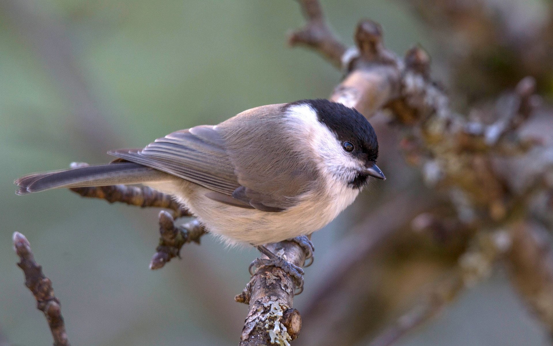 Bird, Titmouse, Animal, Birds, 1080P, HD Wallpaper