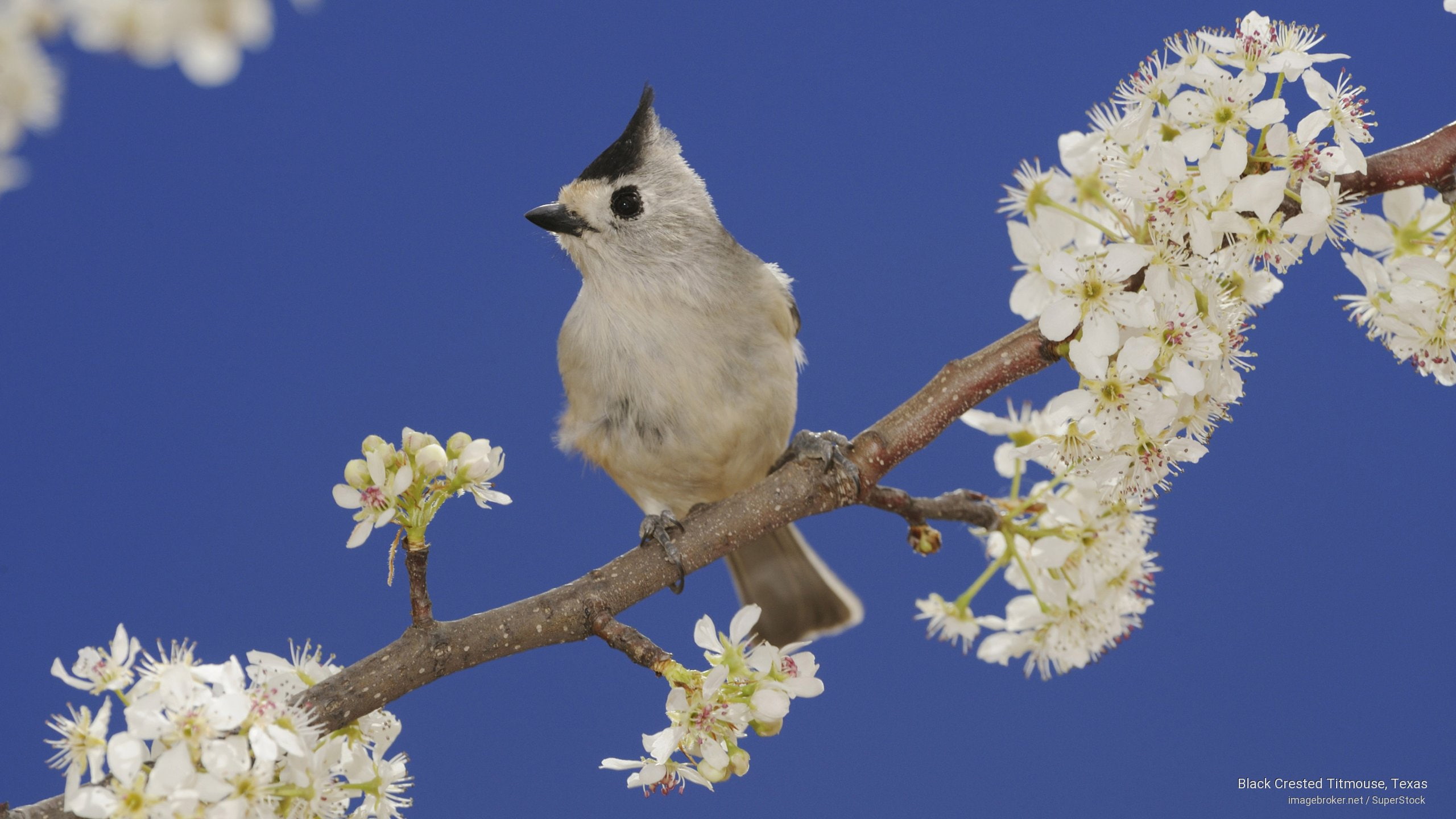 titmouse, crested, 2K, texas, Birds, black, HD Wallpaper