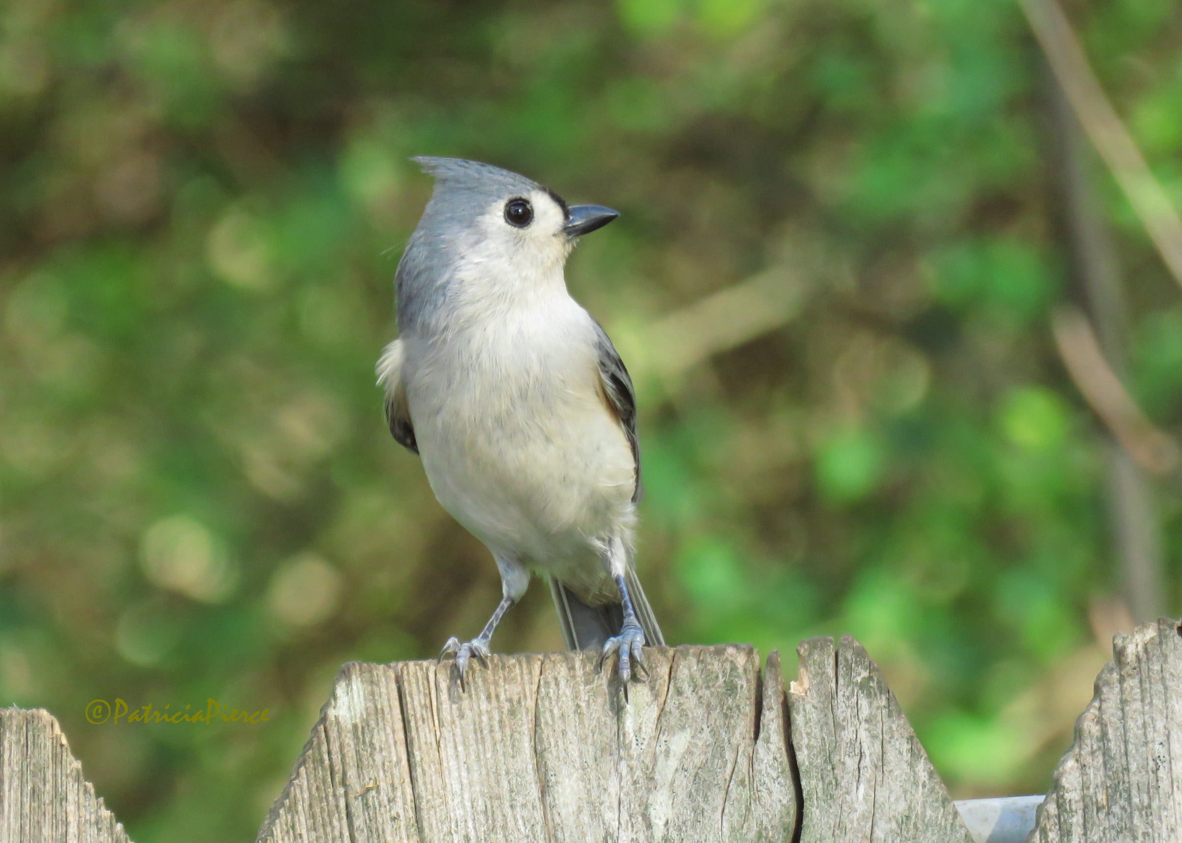 white, gray, beak, bird, outdoors, backyard, Mobile Alabama, National Wildlife Federation, The Nature Conservancy, tufted titmouse, Nuthatch, nature, fence, HD Wallpaper