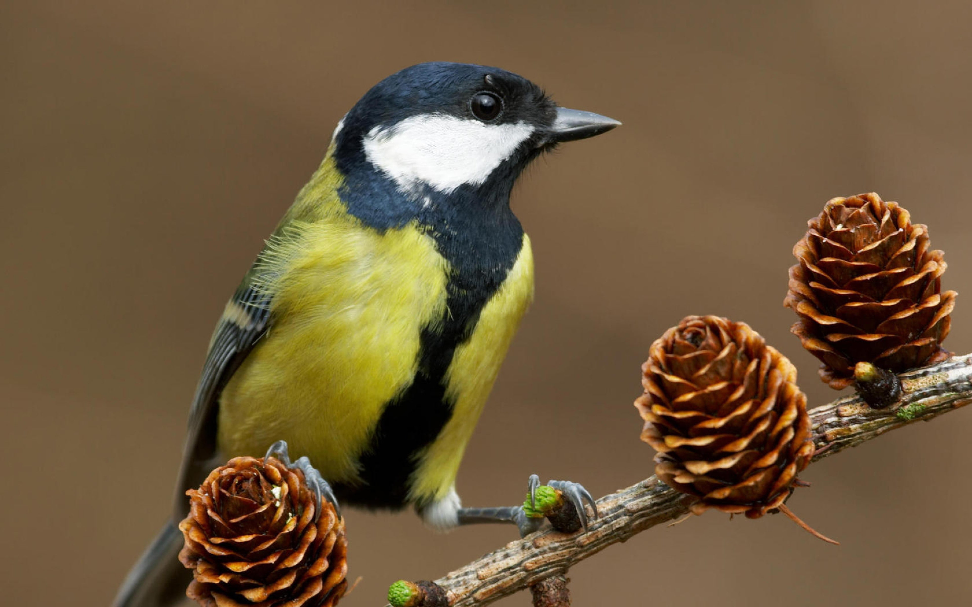 download 3840x2400 bird, branch, cones, 4K, bird, titmouse backgrounds, tree, HD Wallpaper