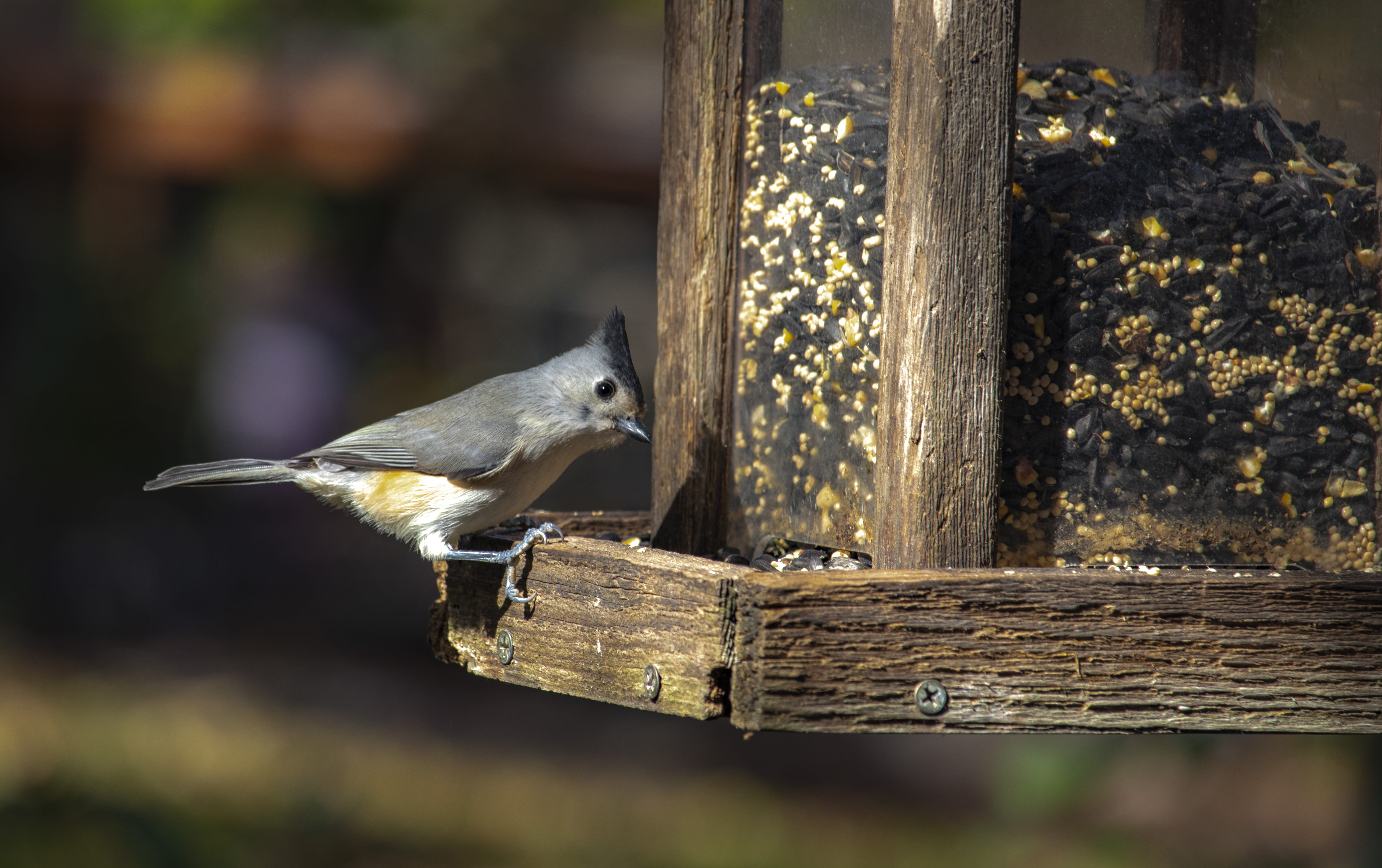 tufted titmouse, focus on foreground, 5K, cute, wood - material, perching, close-up, animal themes, animal, eating, animals in the wild, sunlight, food, HD Wallpaper