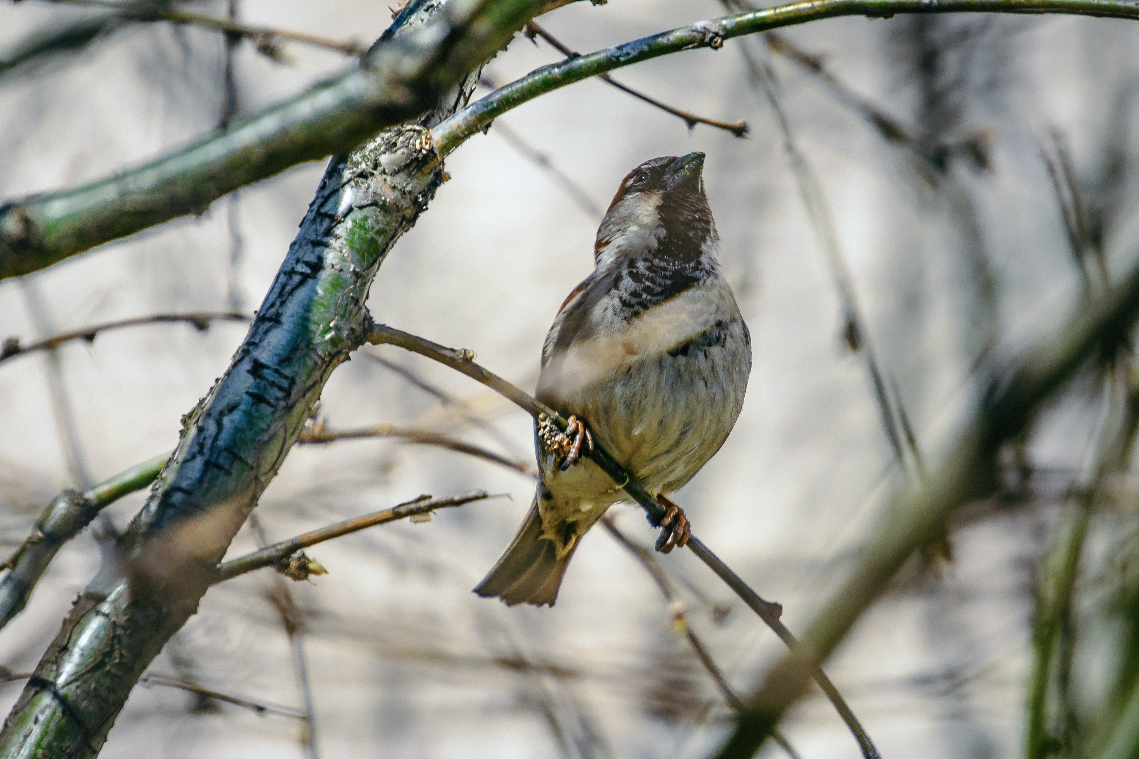 tree, animal wildlife, branch, no people, nature, day, animals in the wild, bird, perching, titmouse, 4K, outdoors, low angle view, russia, forest, bare tree, HD Wallpaper