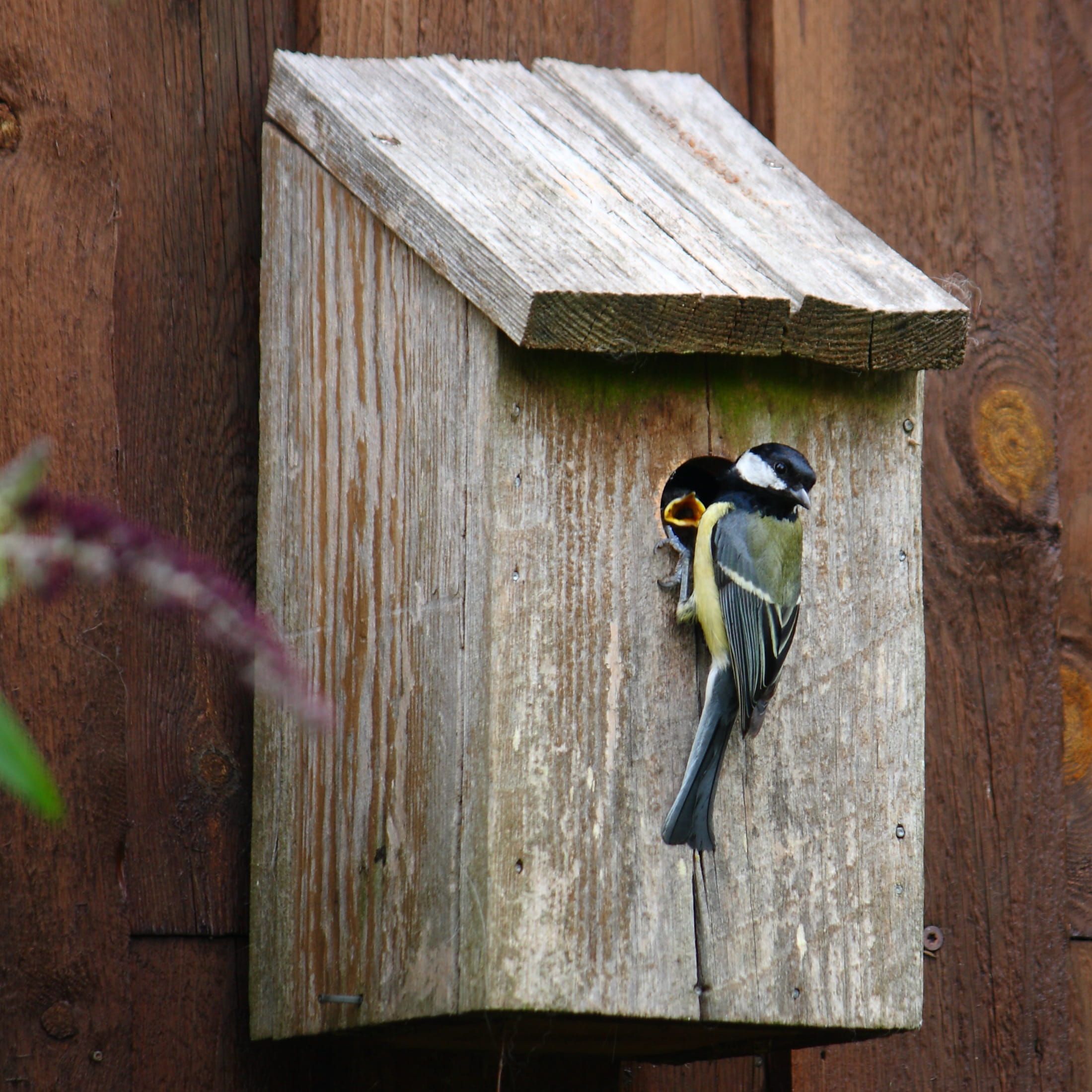 nesting box, animals in the wild, flying, house, 1080P, vertebrate, flower, one animal, animal themes, Natural, built structure, Titmouse, flowering plant, Phone HD Wallpaper