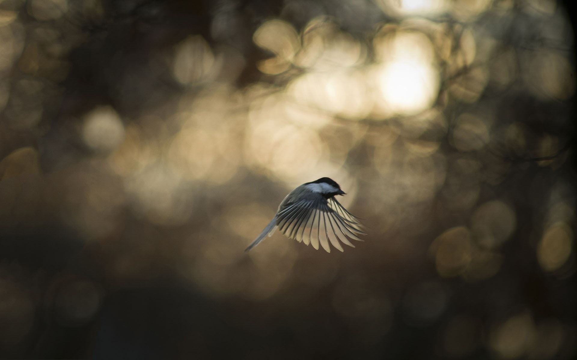 plant, tree, focus on foreground, full length, day, mid-air, animal themes, outdoors, no people, animal wildlife, animal, vertebrate, spread wings, animals in the wild, HD Wallpaper