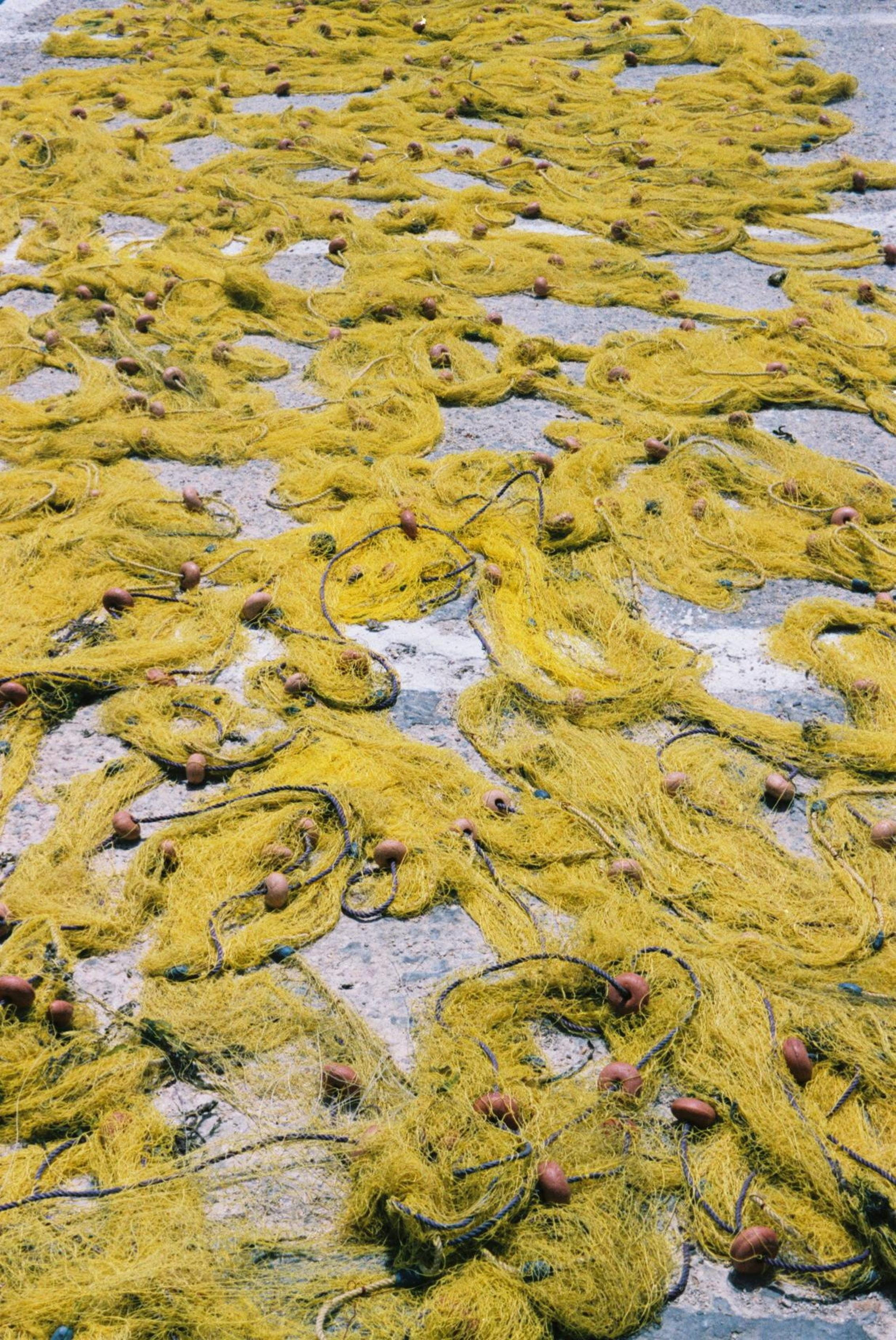 hobby, day, marine, equipment, accessory, water, gear, Fishing, sea, moss, outdoors, yellow, nature, animal themes, algae, no people, beach, animal, river, Phone HD Wallpaper
