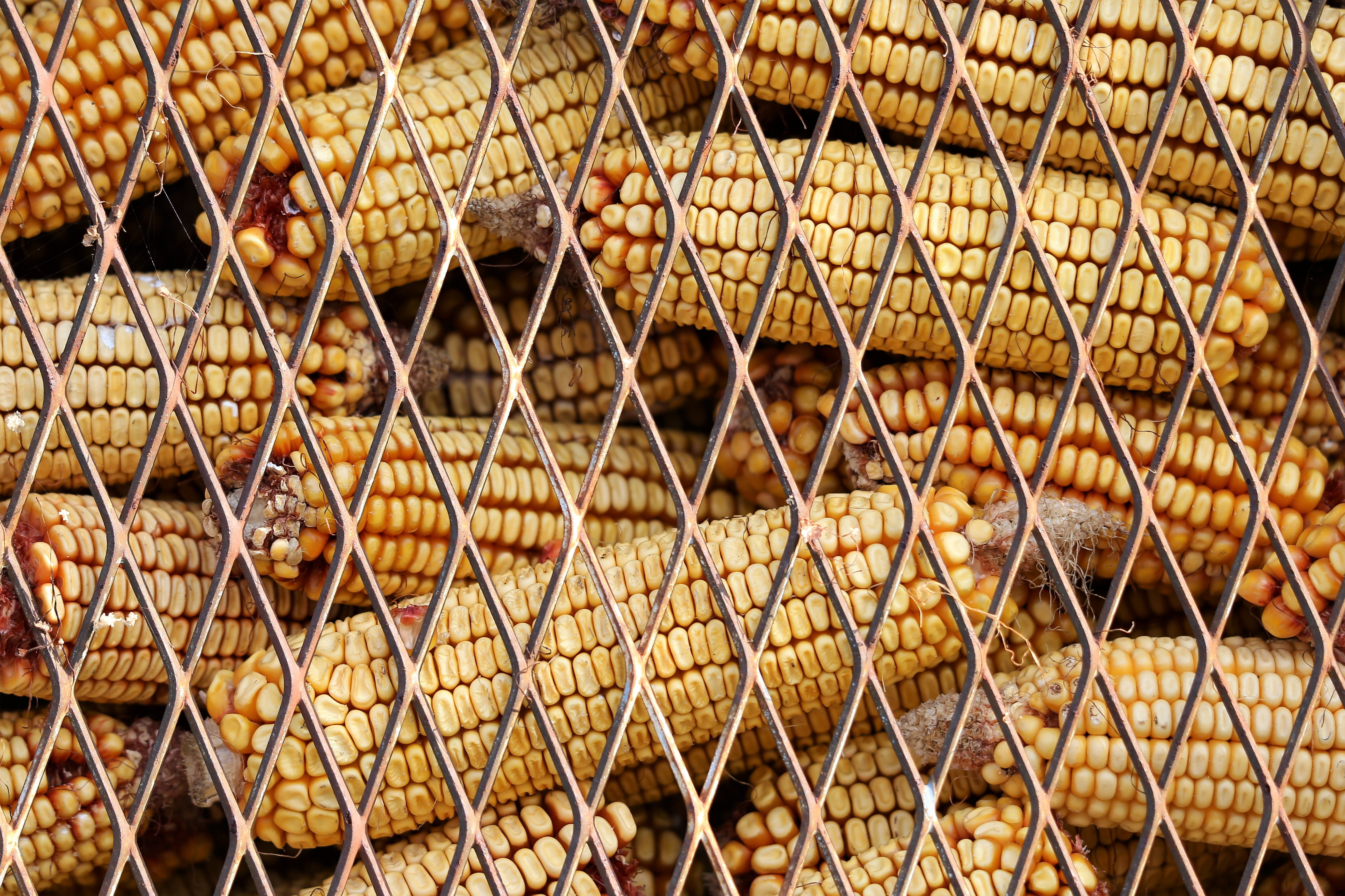wire mesh, corn, large group of objects, autumn, backgrounds, 5K, food, brown, stored, food and drink, close-up, full frame, metal, no people, nature, HD Wallpaper