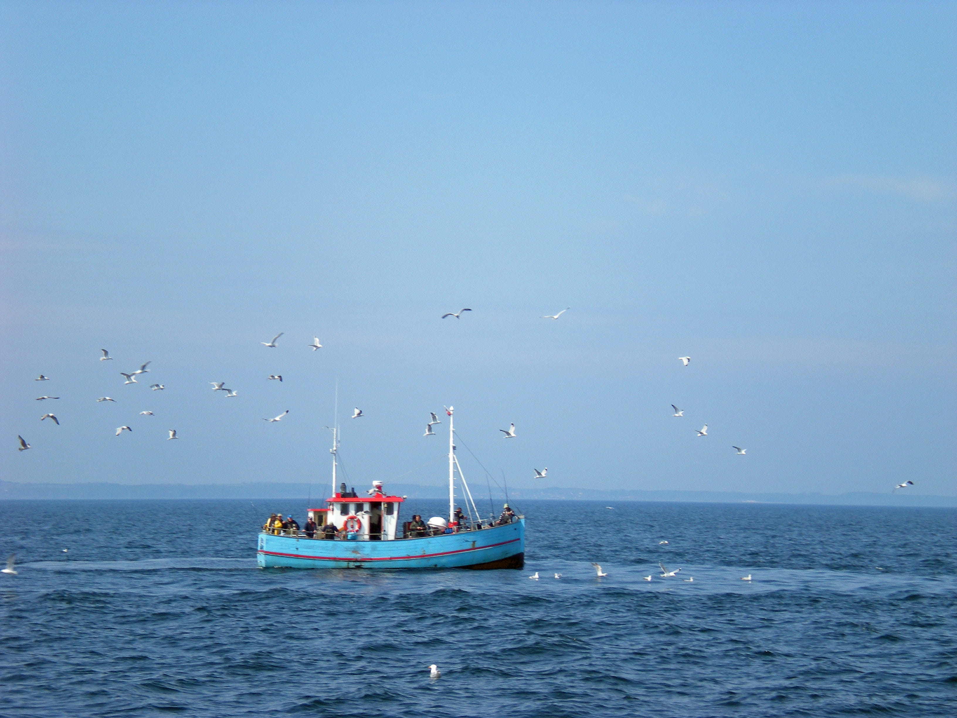 blue, 2K, nautical vessel, horizon, group of animals, animal themes, horizon over water, sky, mode of transportation, flock of birds, animal wildlife, HD Wallpaper