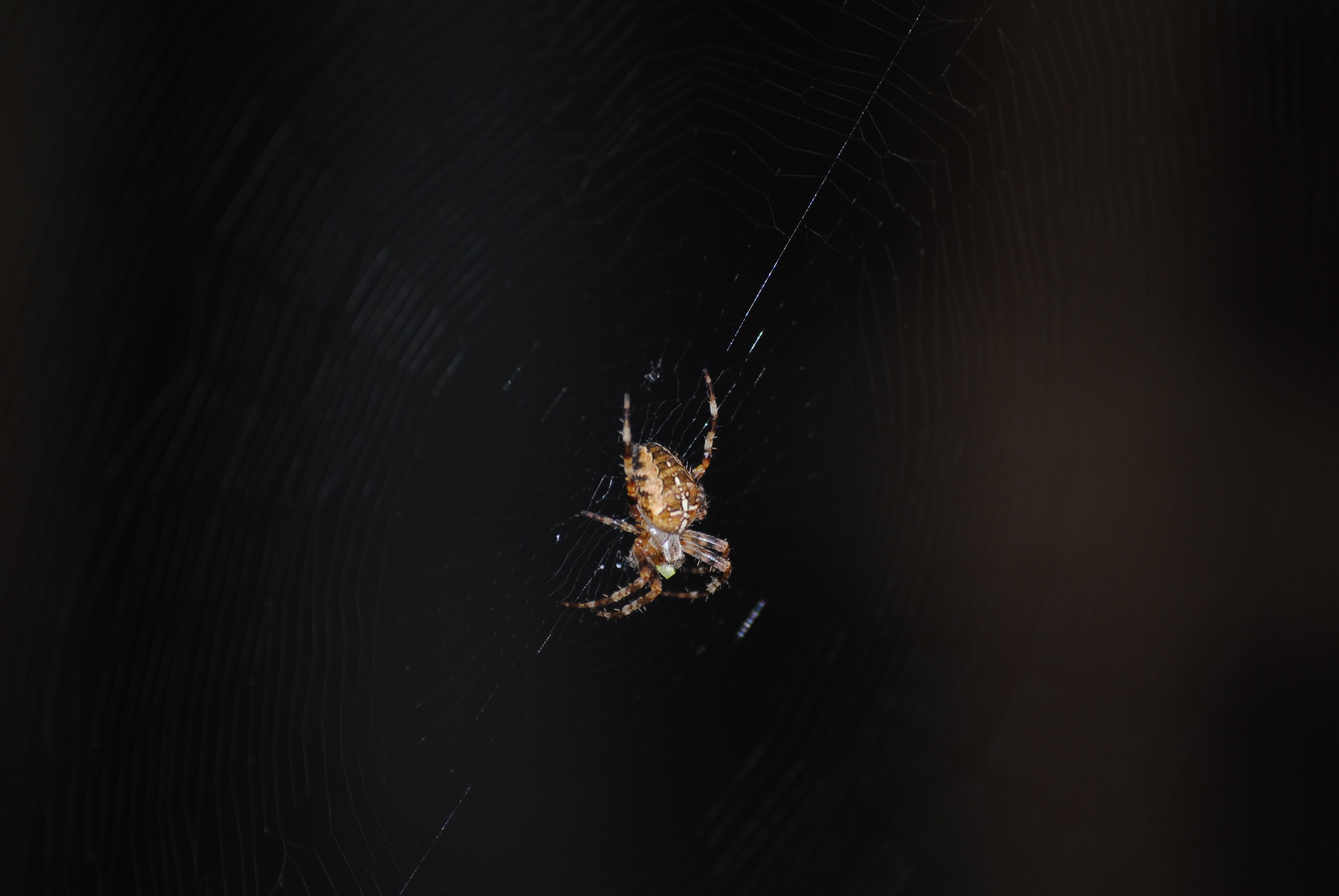 scary, animal themes, spiderweb, spider web, insect, black background, close-up, web, spooky, sea, dark, no people, black, arthropod, danger, creepy, water, HD Wallpaper