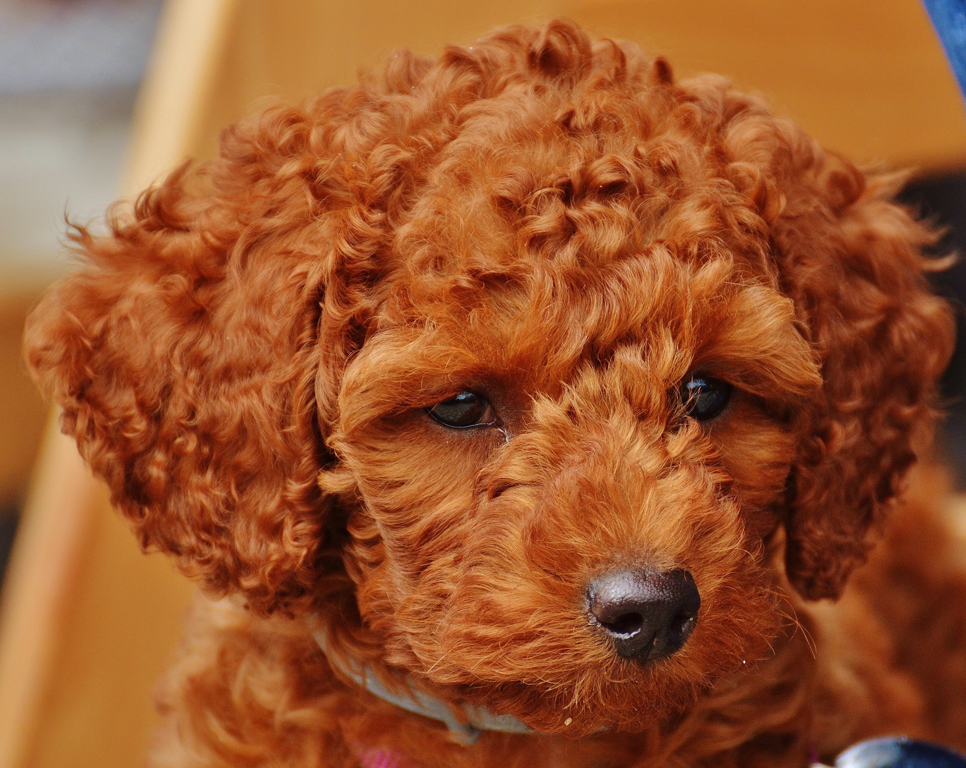 close, red, focus on foreground, animal, pets, animal themes, lure, mammal, photography, domestic, indoors, cute, sweet, young animal, poodle, animal hair, HD Wallpaper