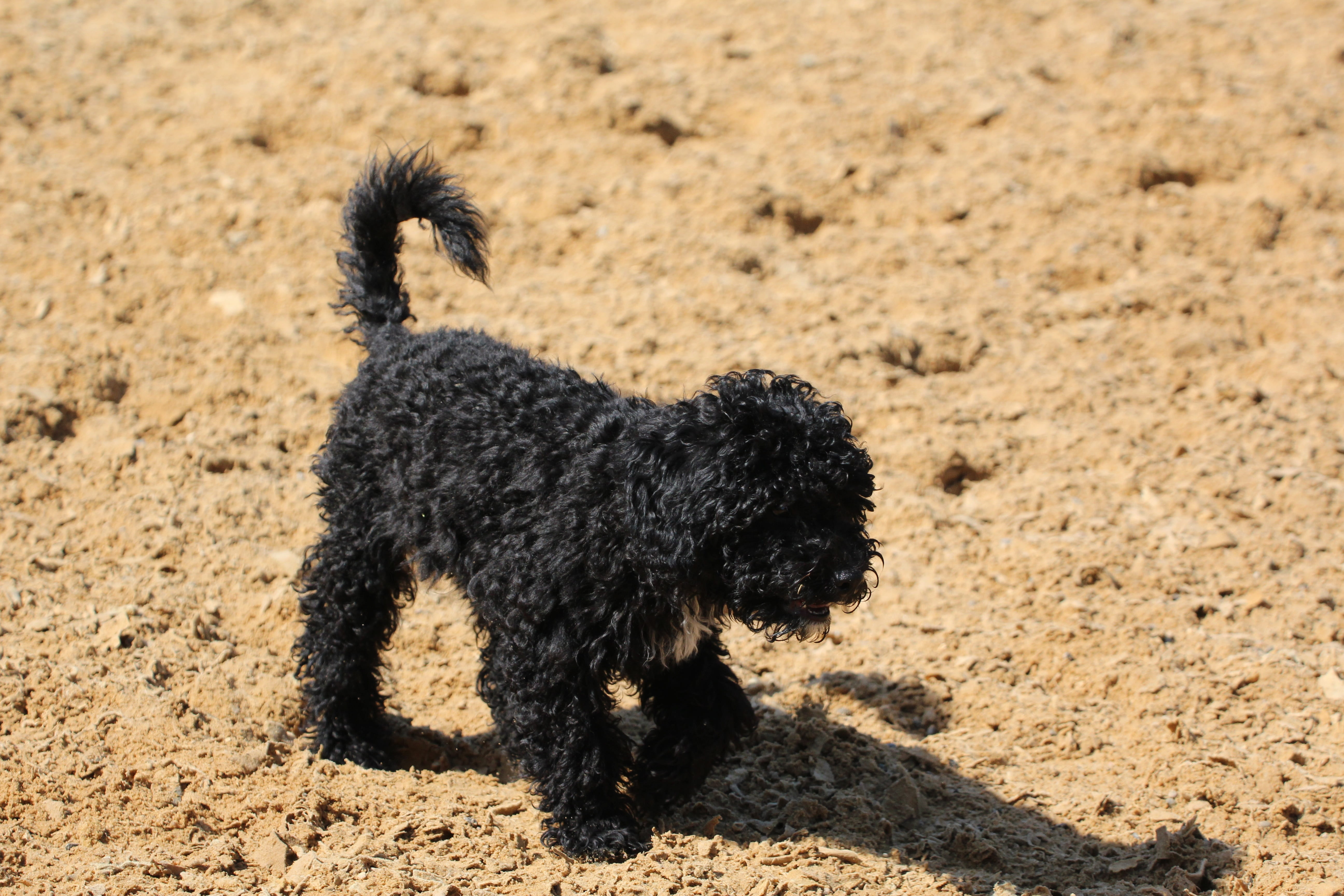 domestic animals, vertebrate, black, nature, pets, sunlight, one animal, day, domestic, animal, land, outdoors, arid climate, animal themes, dog, young animal, HD Wallpaper