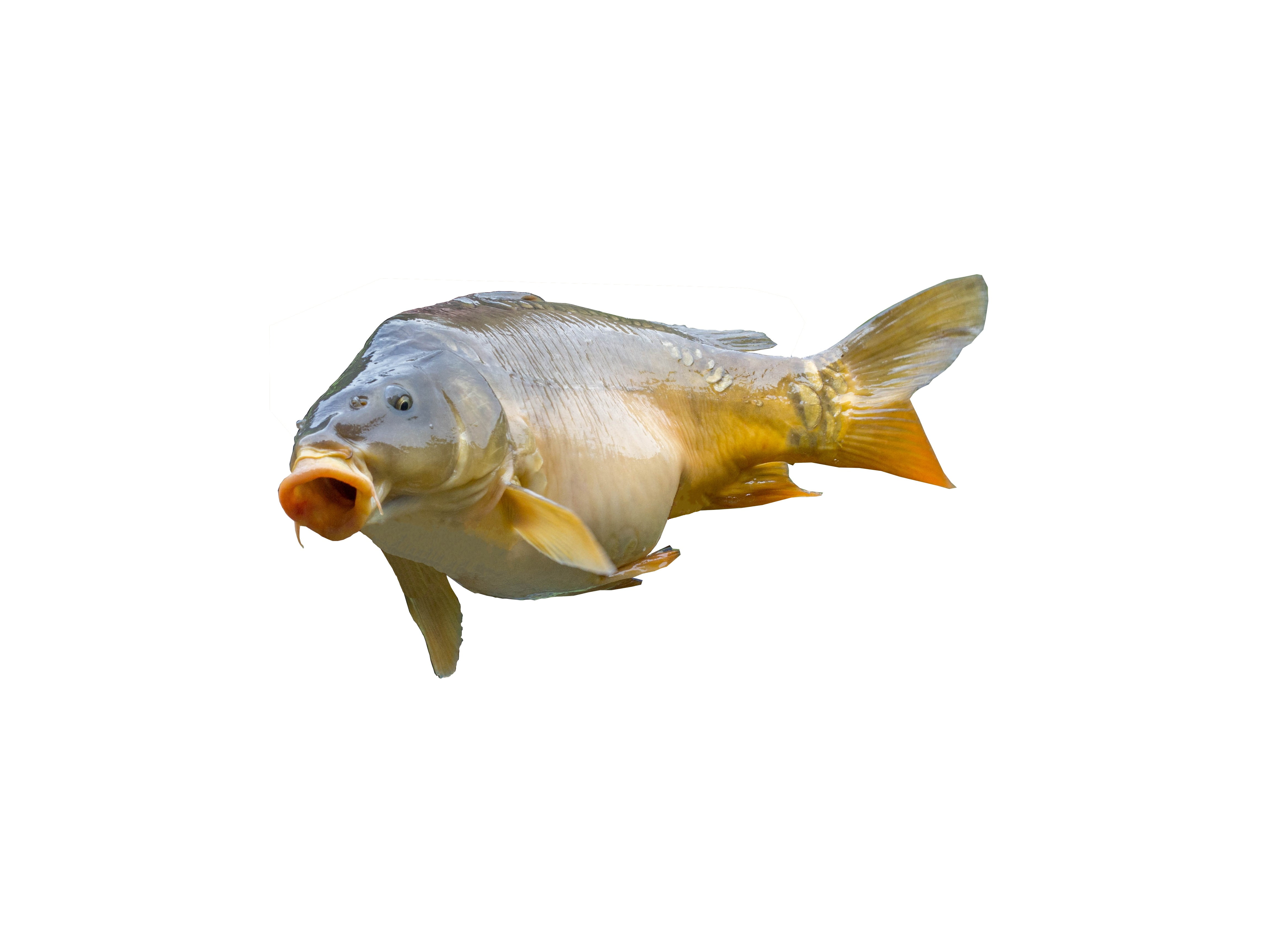 animal themes, bach, vertebrate, fish, marine, fischer, cut out, nutrition, animal wildlife, orange, no people, food, one animal, angler, swimming, white, HD Wallpaper