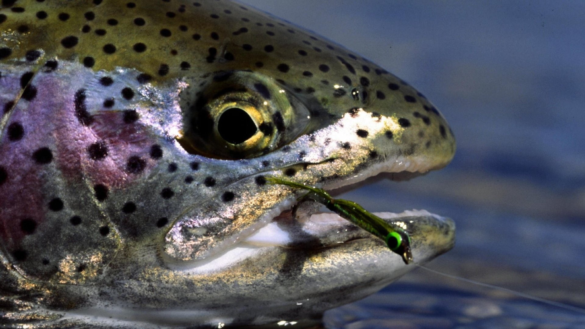 1080P, trout-fish-water-fishhook-hooked, fishing, HD Wallpaper