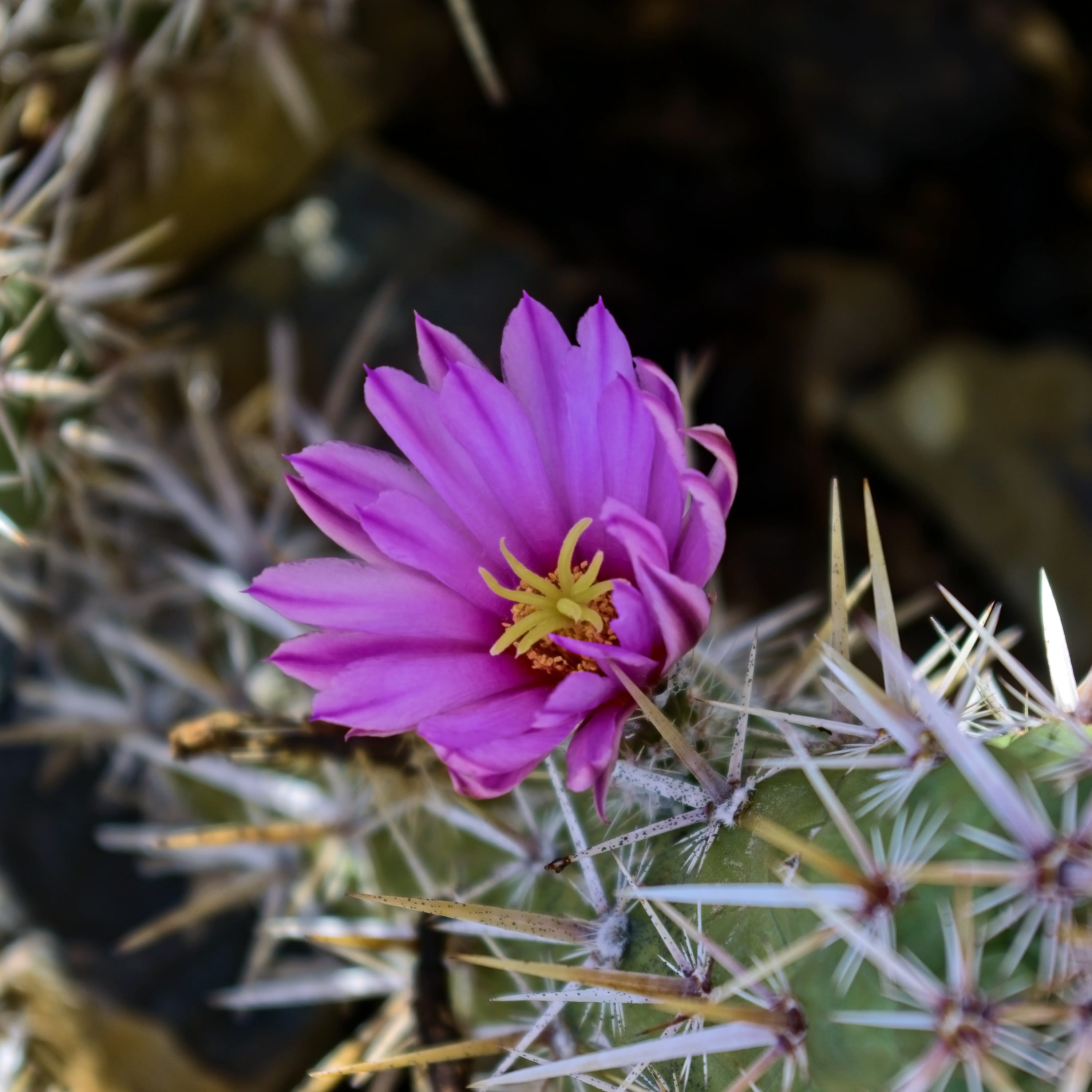 flower, prickly, growth, flower head, desert, pink, succulent, green, floral, sharp, beauty in nature, tucson, flora, vulnerability, plant, cactus, botanical, Phone HD Wallpaper