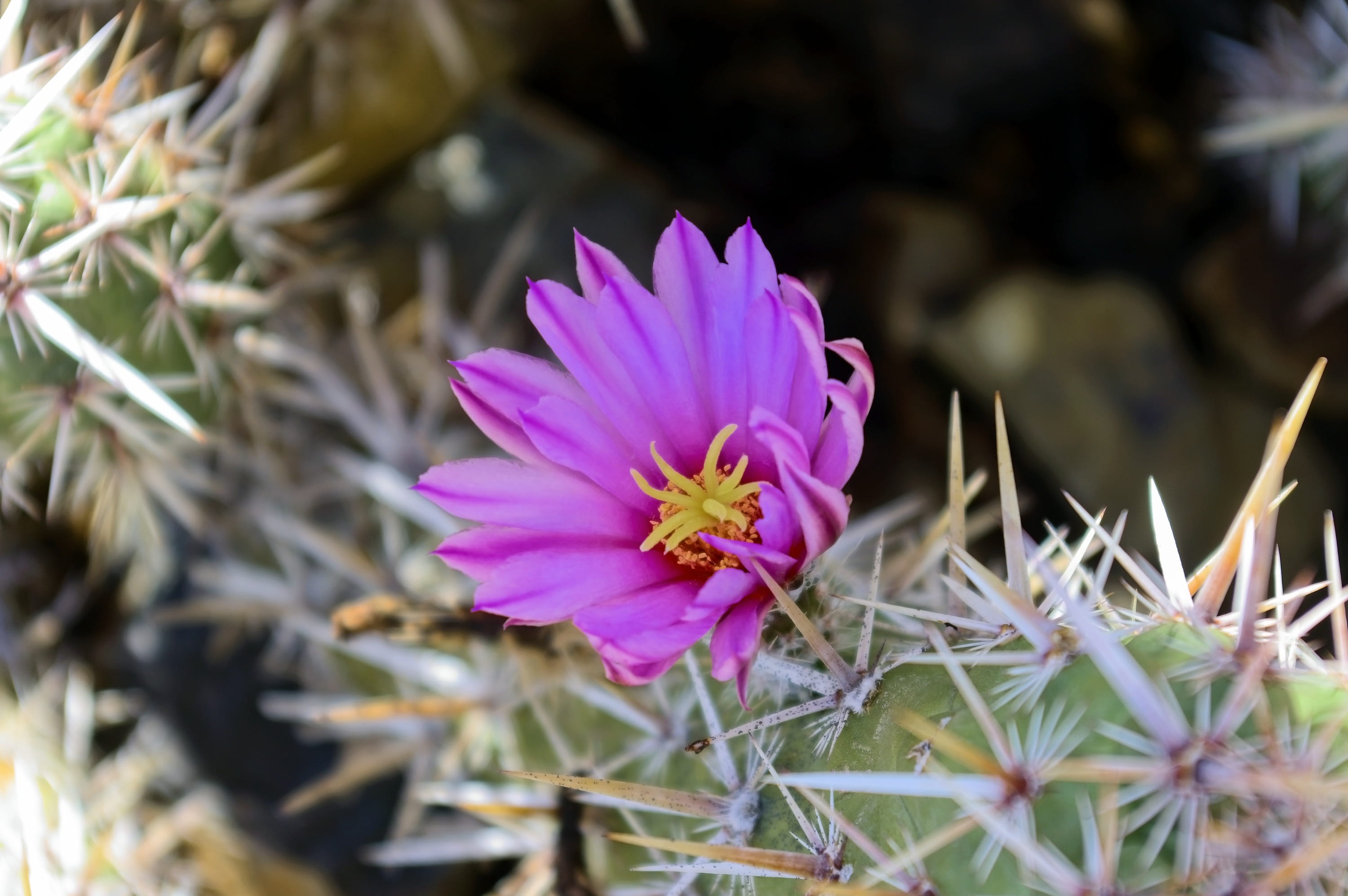 beauty in nature, freshness, petal, sharp, pink color, pollen, cactus, flower head, desert, tucson, selective focus, floral, flowering plant, prickly, 2K, HD Wallpaper