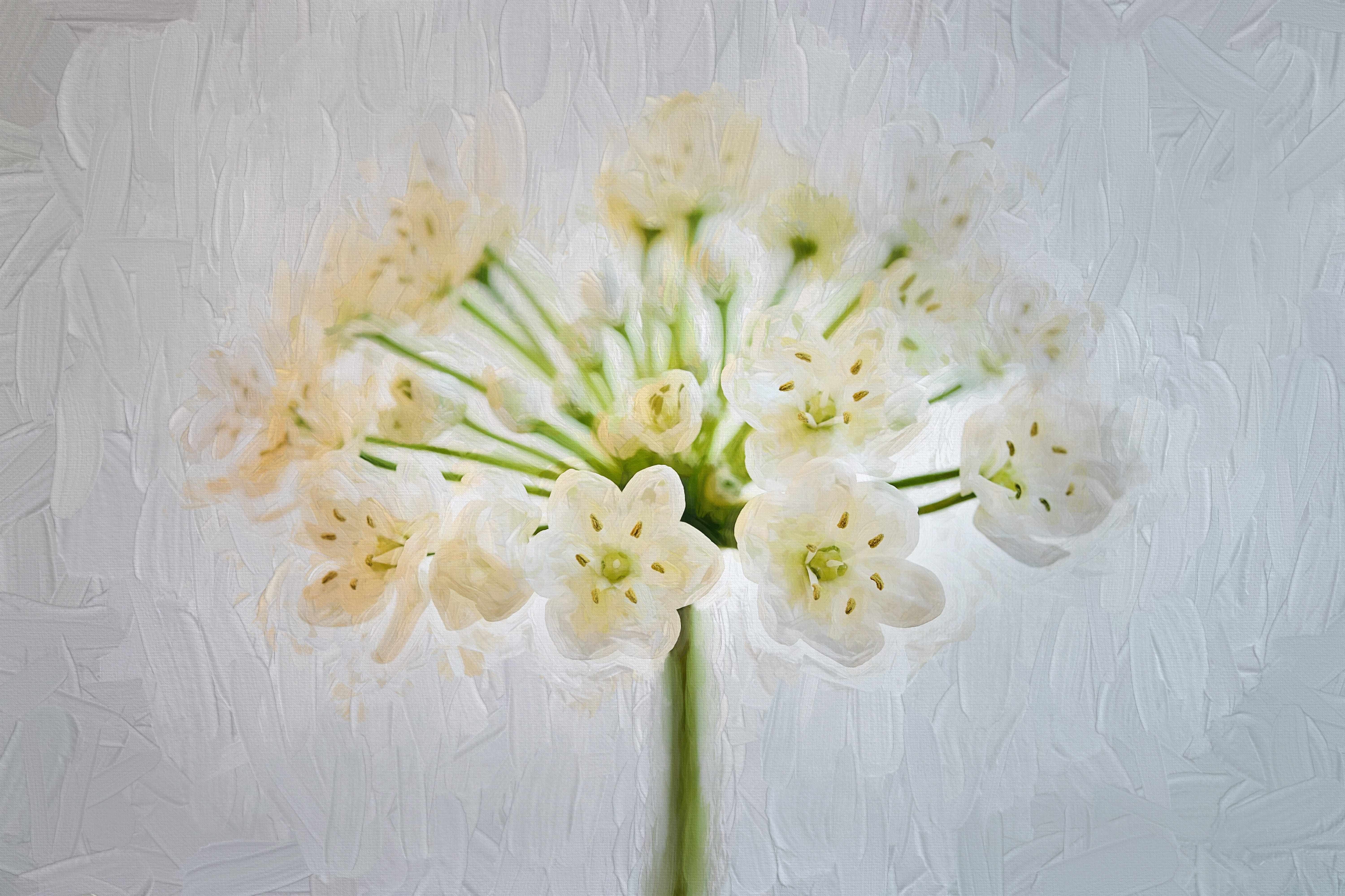 bouquet, beauty in nature, indoors, vulnerability, arrangement, flowering plant, flower head, fragility, studio shot, white color, painting, flower, no people, HD Wallpaper