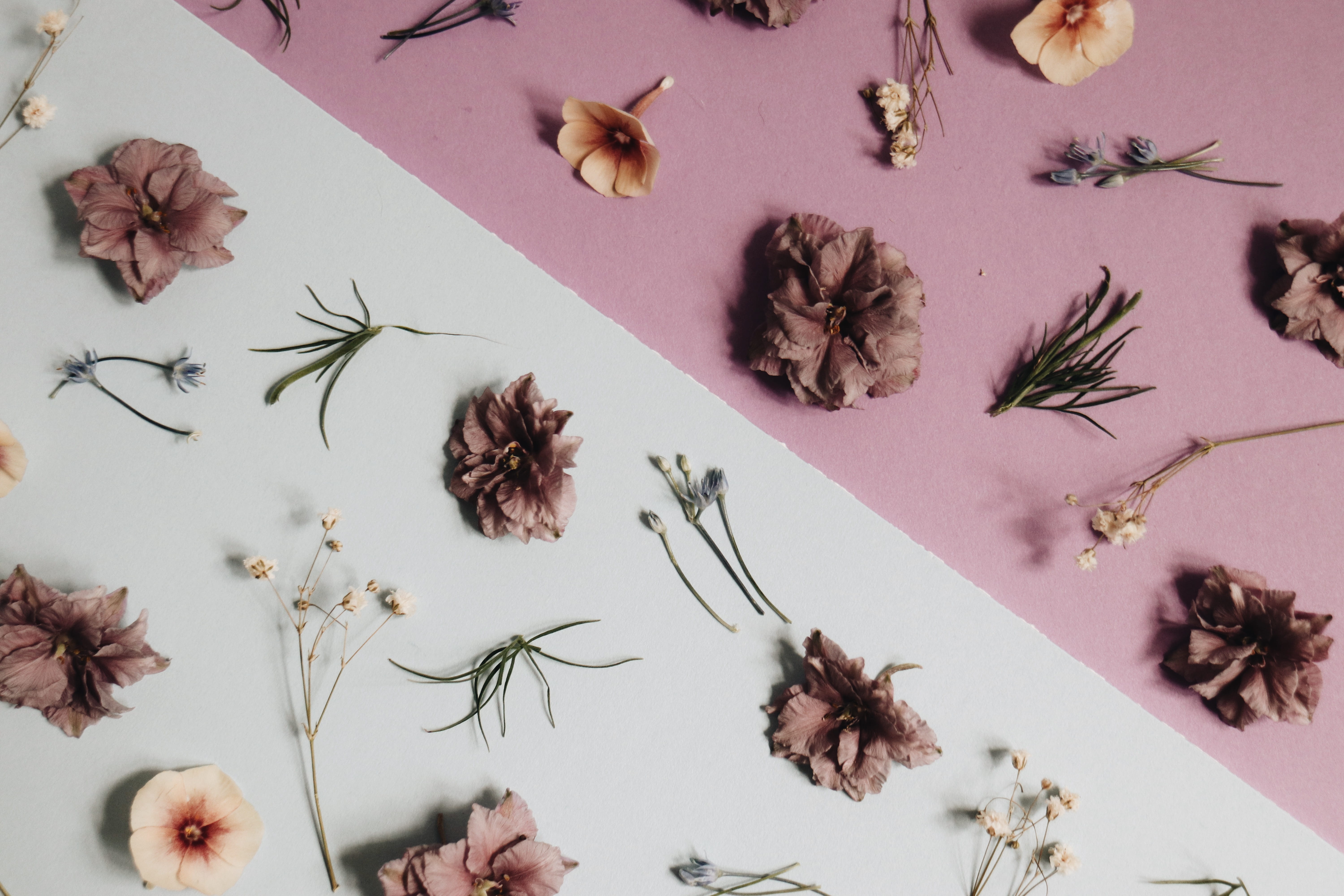 choice, flowering plant, petaled, surface, herb, blue, flowers, abundance, flora, 5K, variation, pink, food and drink, indoors, food, nature, still life, HD Wallpaper