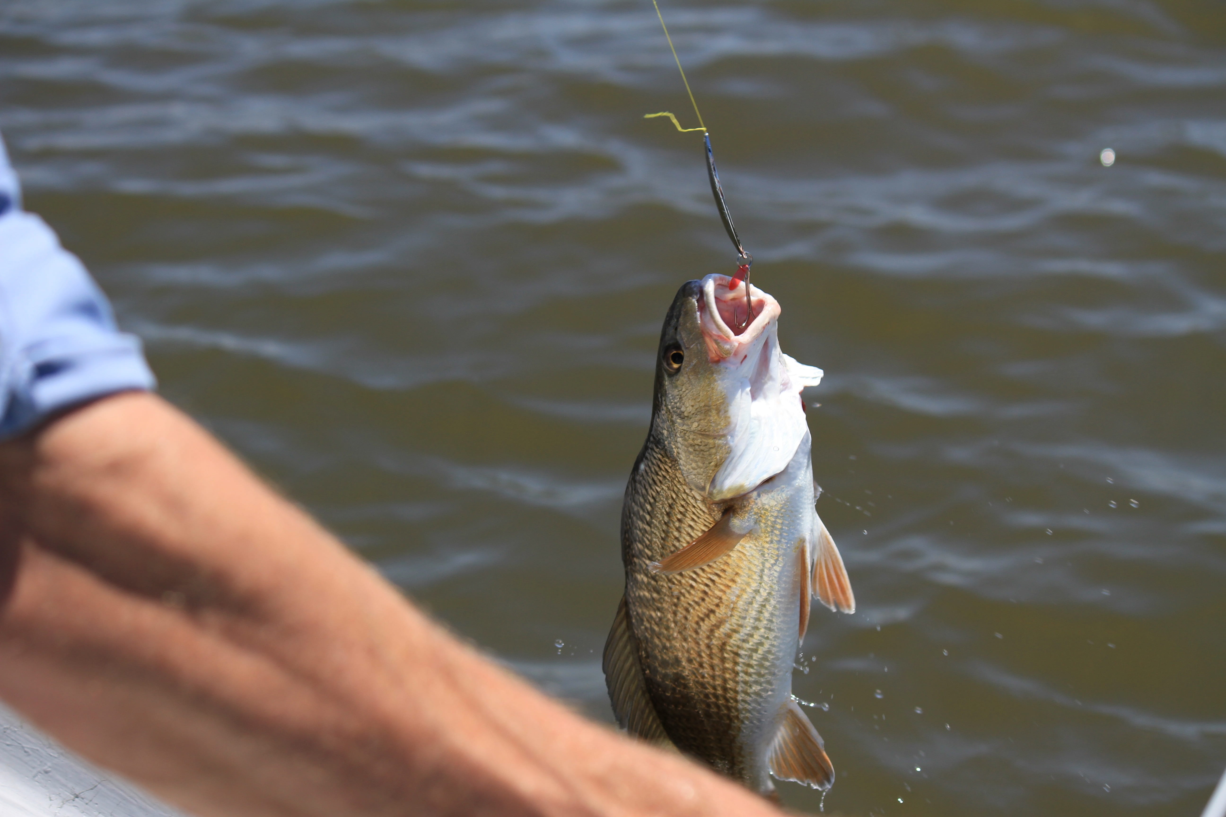 water, casting, holding, animal themes, 5K, day, recreation, catching, person, rod, pole, human hand, hook, man, nature, fish, outdoors, one animal, vertebrate, HD Wallpaper