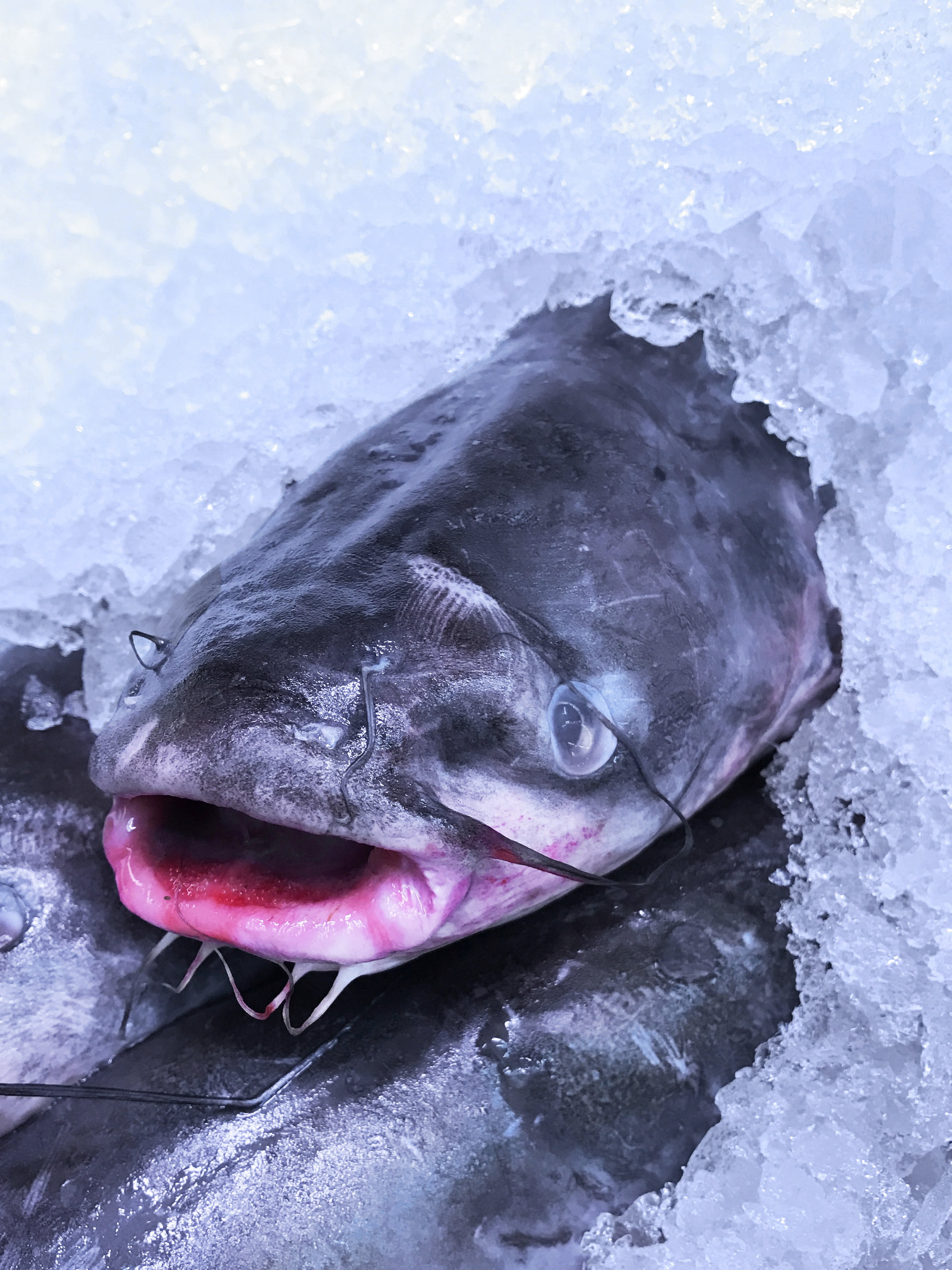 food, mouth open, marine, outdoors, animal, nature, 4K, food and drink, cold, raw food, seafood, vertebrate, ocean, freshness, close-up, frozen, sea, no people, Phone HD Wallpaper