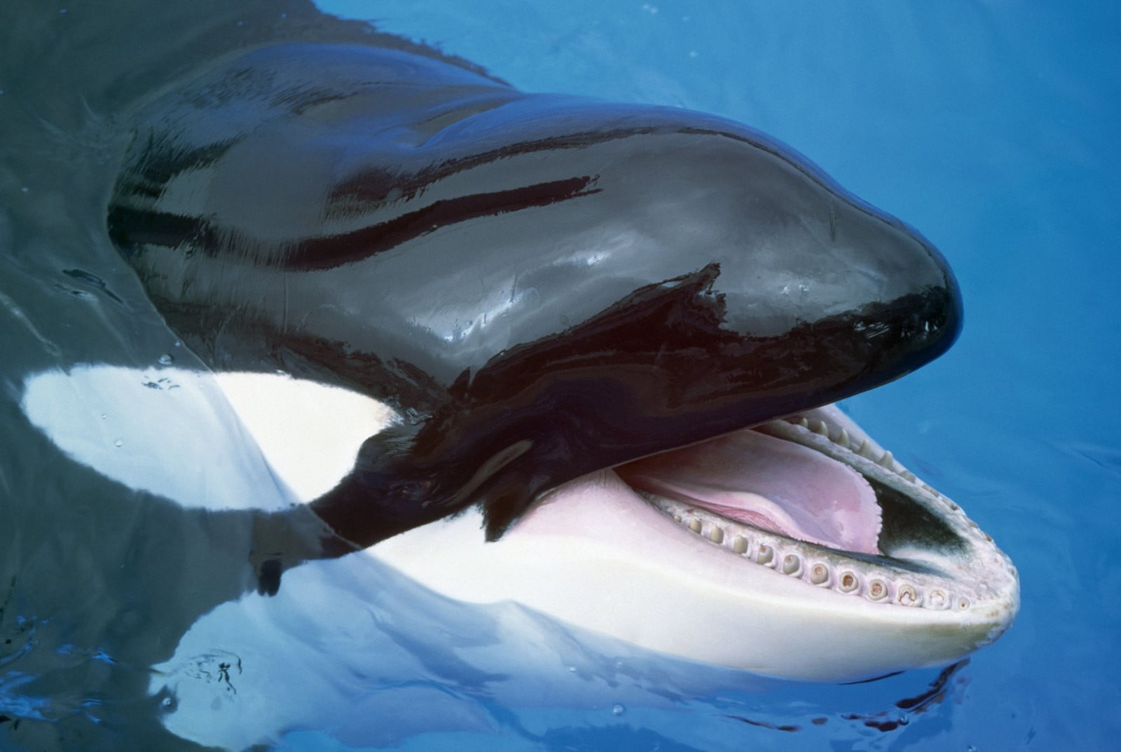 mouth, close-up, outdoors, water, sea life, one animal, ice, vertebrate, 720P, animal mouth, animal teeth, aquatic mammal, no people, underwater, mouth open, HD Wallpaper