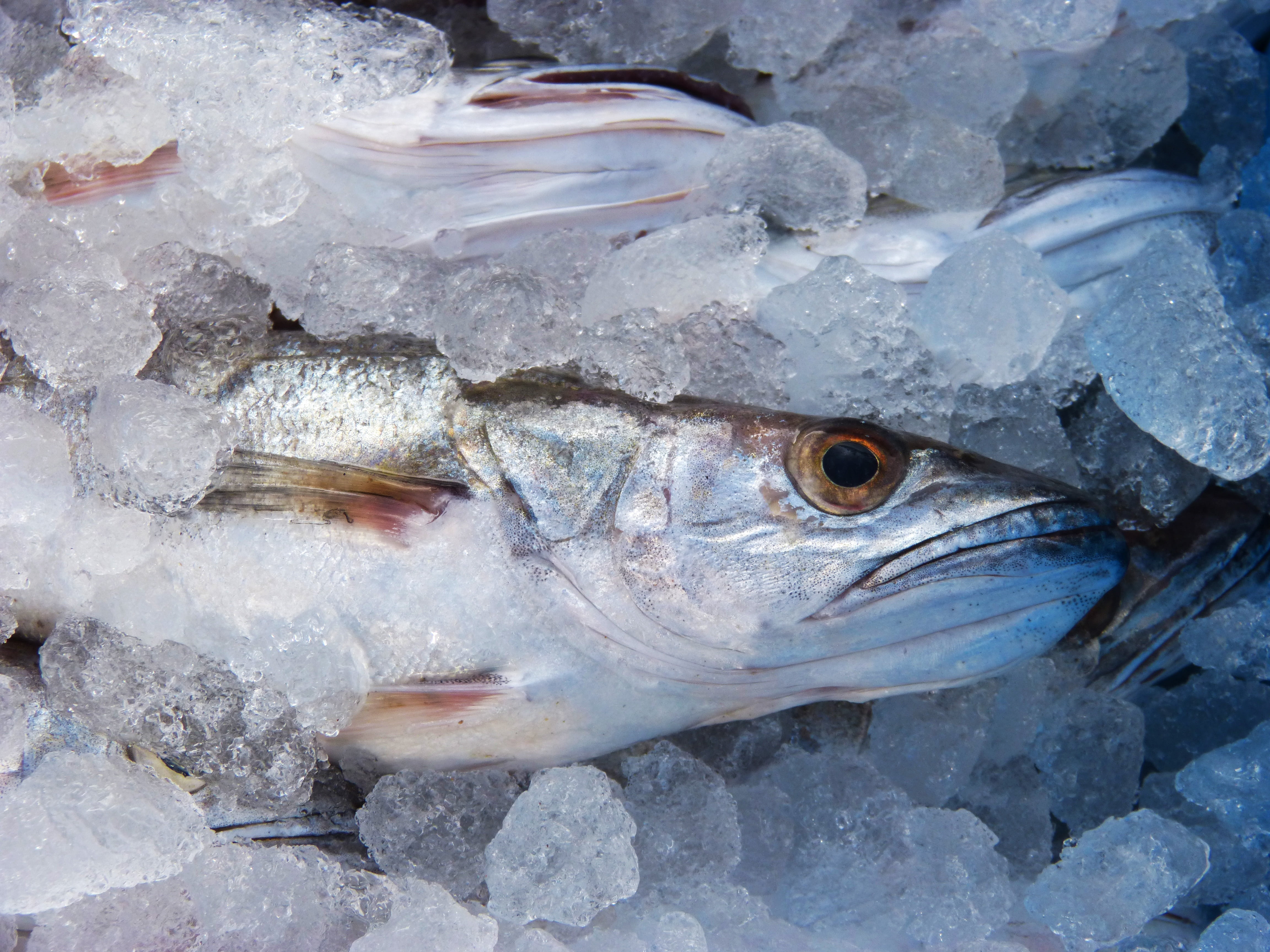 hake, animal mouth, raw food, one animal, food, close-up, fresh fish, maira, vertebrate, no people, cold temperature, 4K, fish shop, animal themes, food and drink, HD Wallpaper