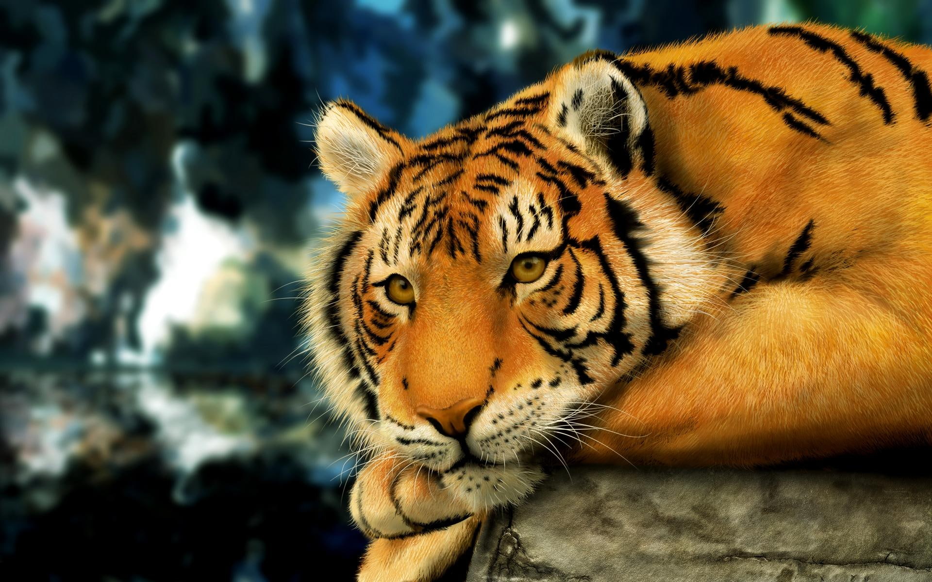 golden fur, power, royal, animals, 1080P, india, bengal tiger, look, stripes, strength, HD Wallpaper