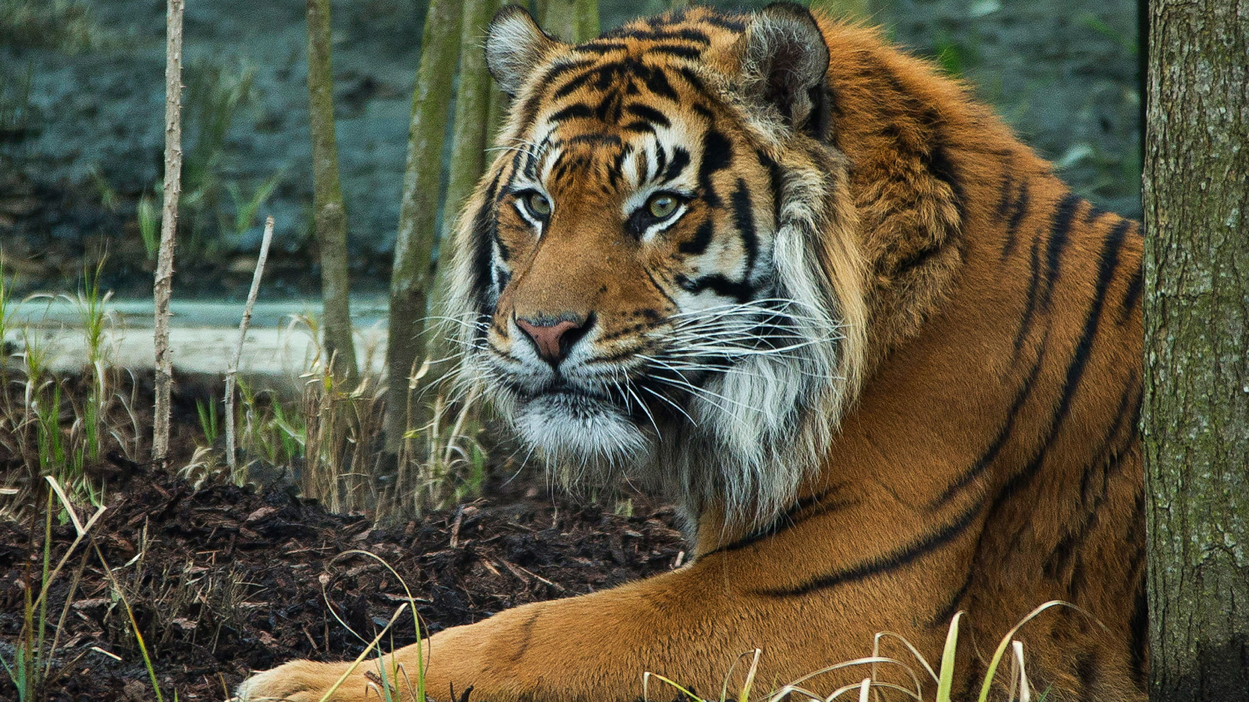 royal, opening, 2K, london, britain, tiger, zoo, territory, HD Wallpaper