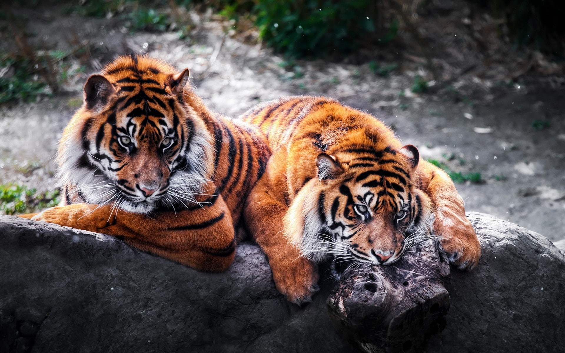 jungle, tigers, 1080P, HD Wallpaper