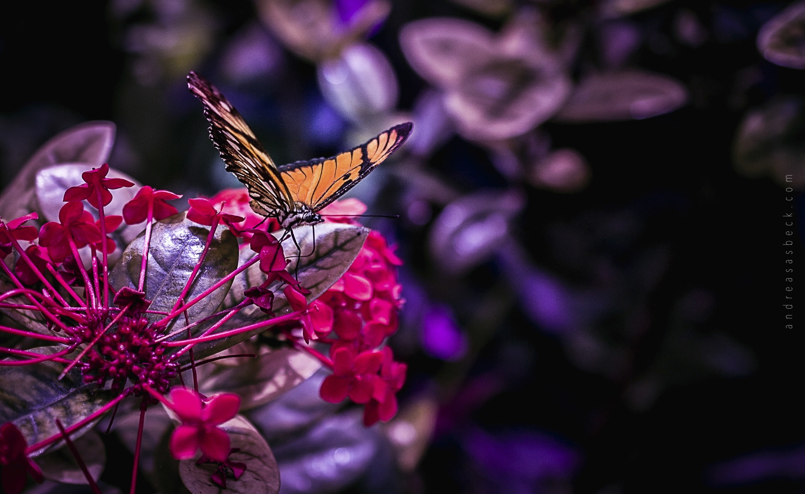 one animal, animal, animals in the wild, springtime, outdoors, close-up, flower, tiger, fragility, flowering plant, invertebrate, beauty in nature, animal wildlife, HD Wallpaper