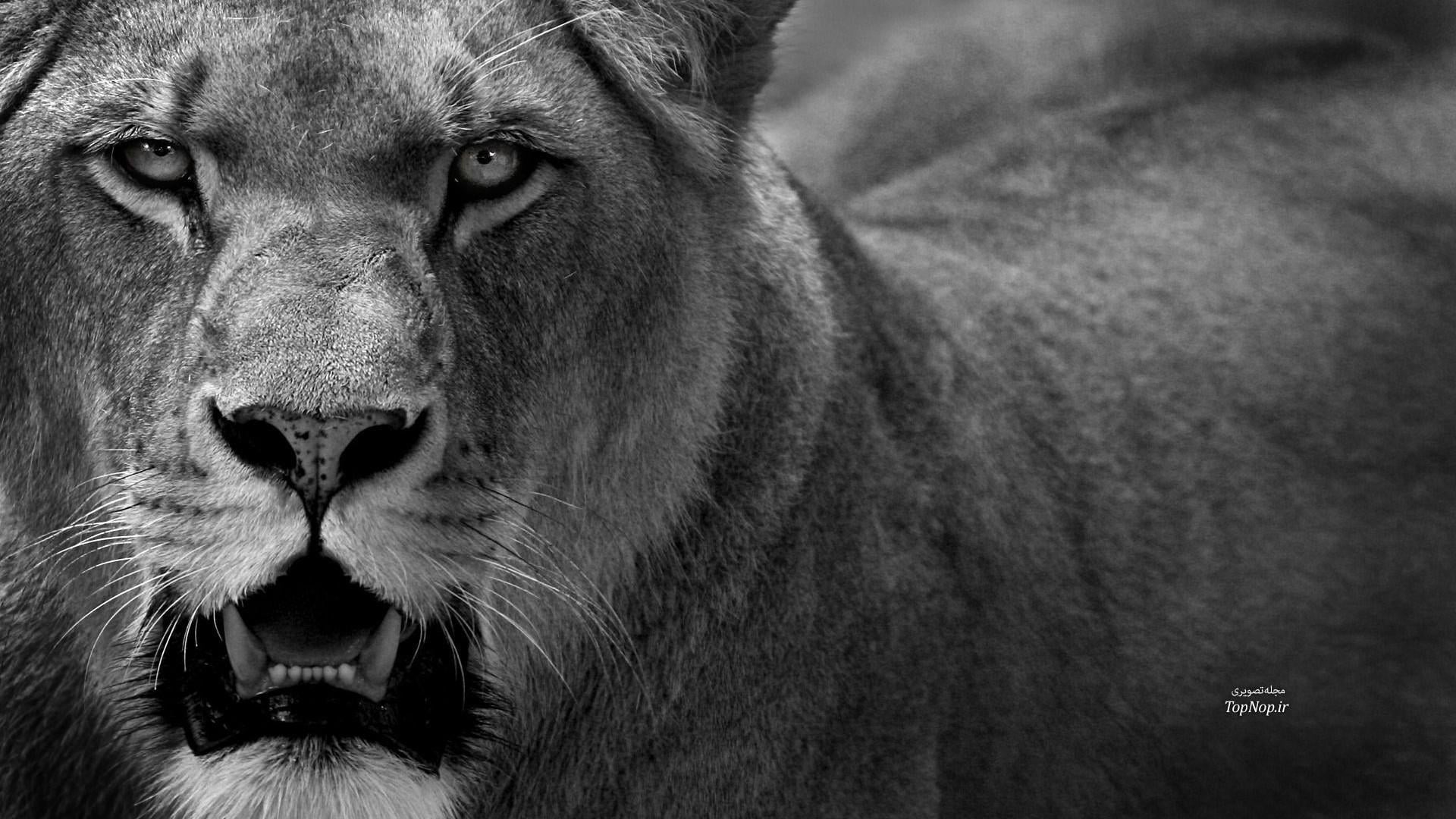 animal, cat, danger, feline, one animal, animal head, wait, black, close-up, wildlife, animals in the wild, focus on foreground, snout, mammal, dangerous, HD Wallpaper