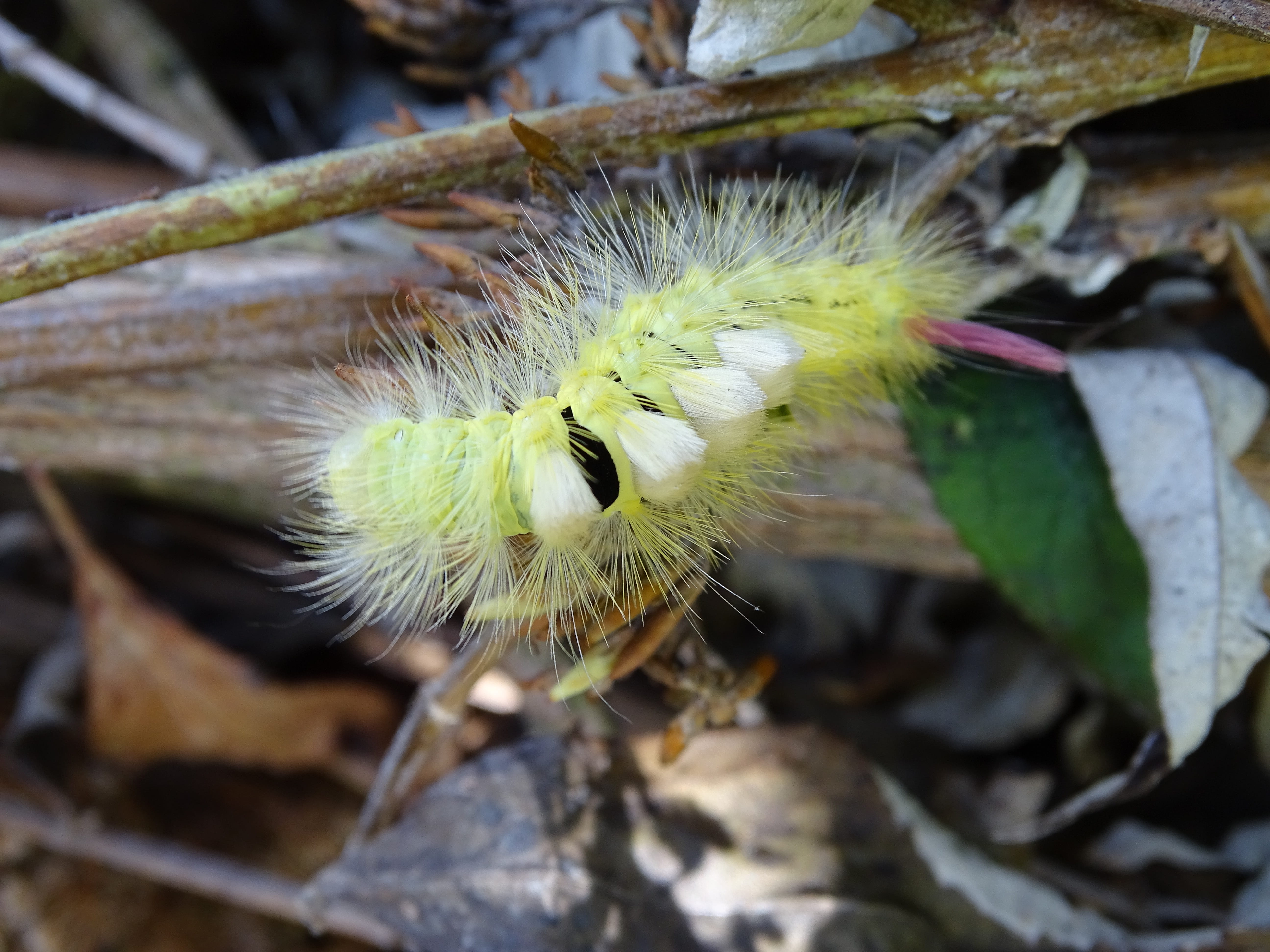 flower head, inflorescence, moth, beauty in nature, no people, close-up, outdoors, plant, track walk, vulnerability, flower, lymantriidae, flowering plant, HD Wallpaper