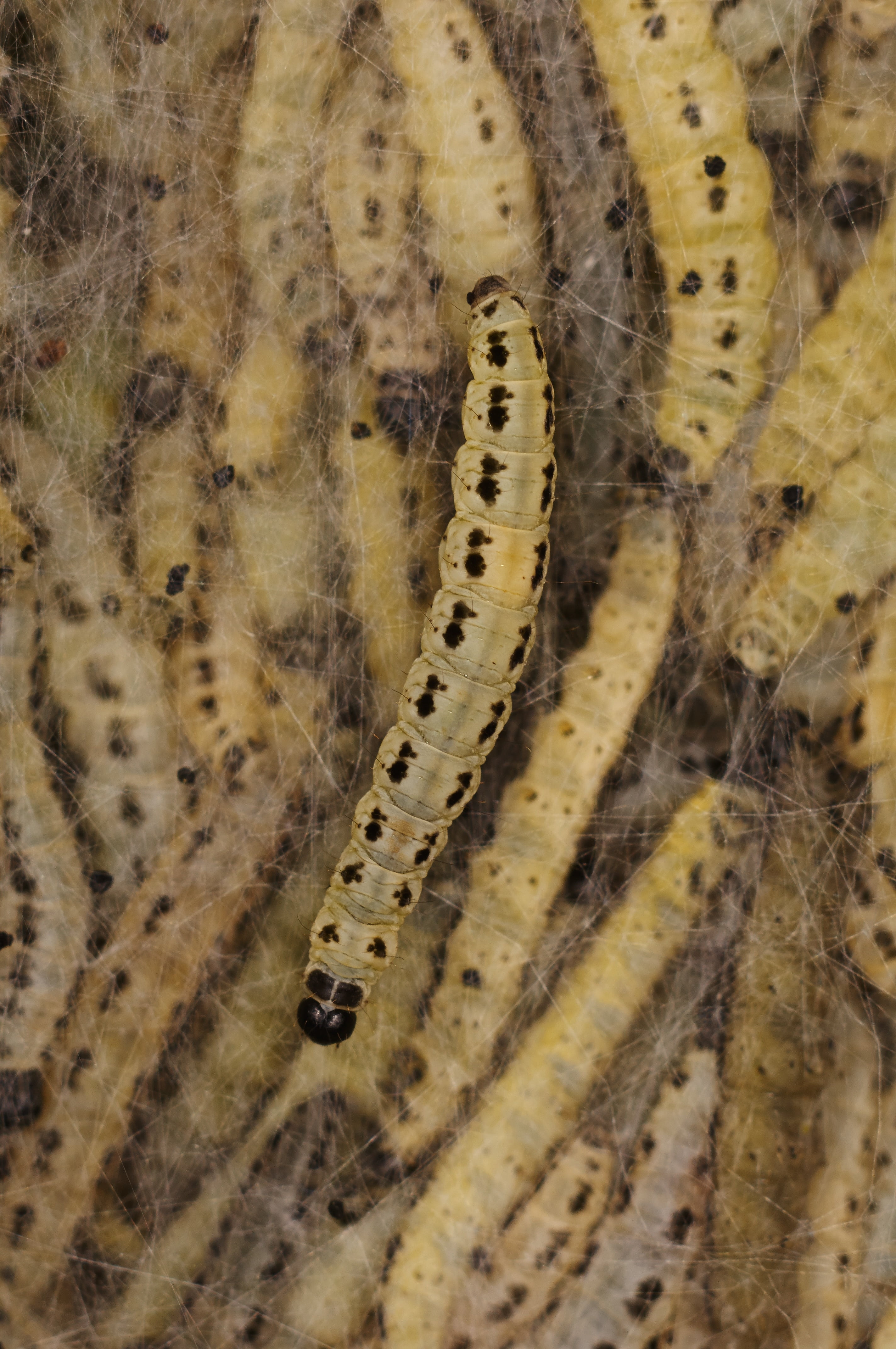 caterpillar, day, invertebrate, track, backgrounds, selective focus, close-up, yellow, animal wildlife, animal, animal themes, no people, insect, animals in the wild, Phone HD Wallpaper