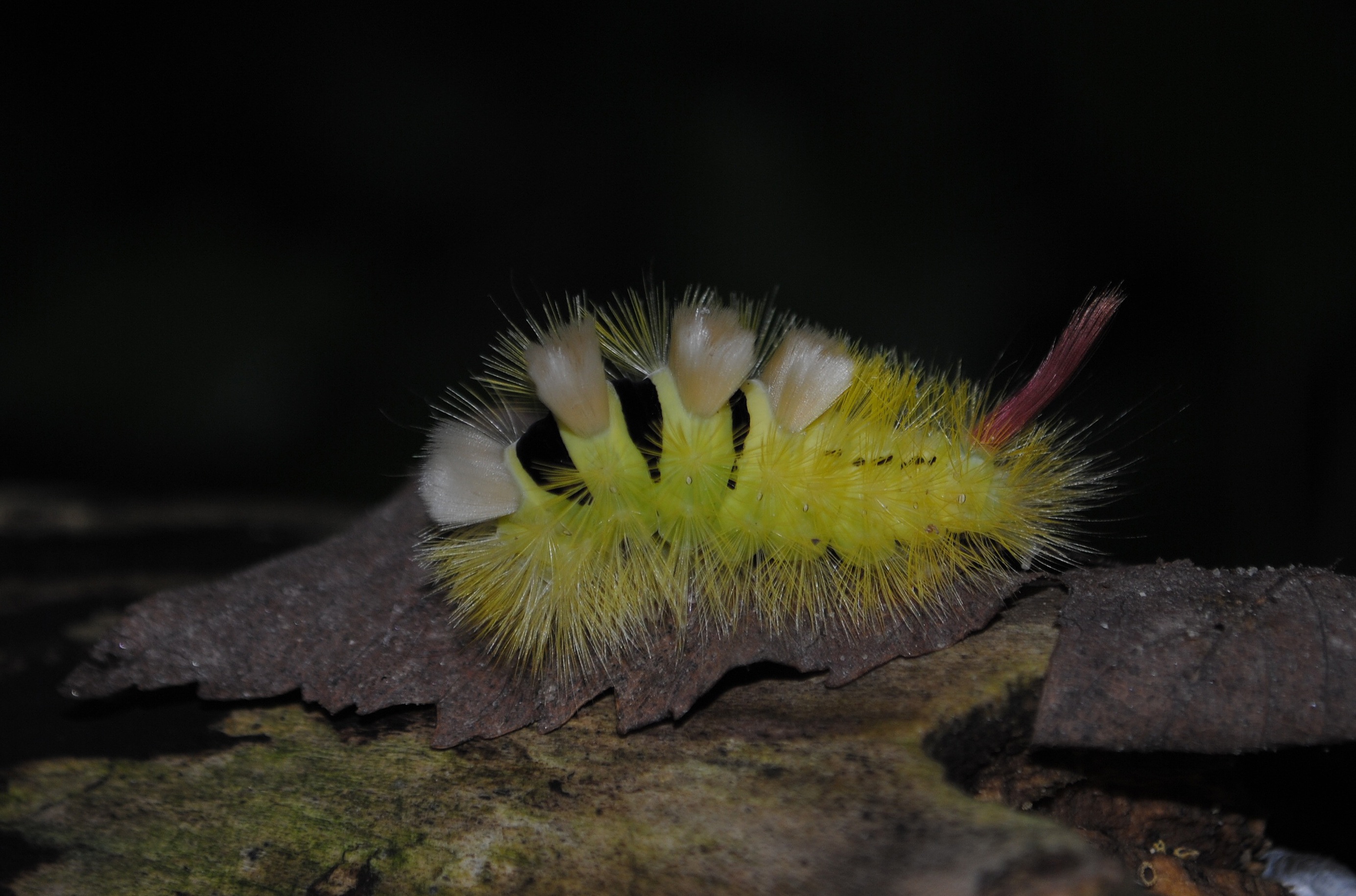 flower, nature, selective focus, prickly, solid, track walk, animal themes, animal wildlife, animal, insect, spiky, day, green color, close, animals in the wild, HD Wallpaper