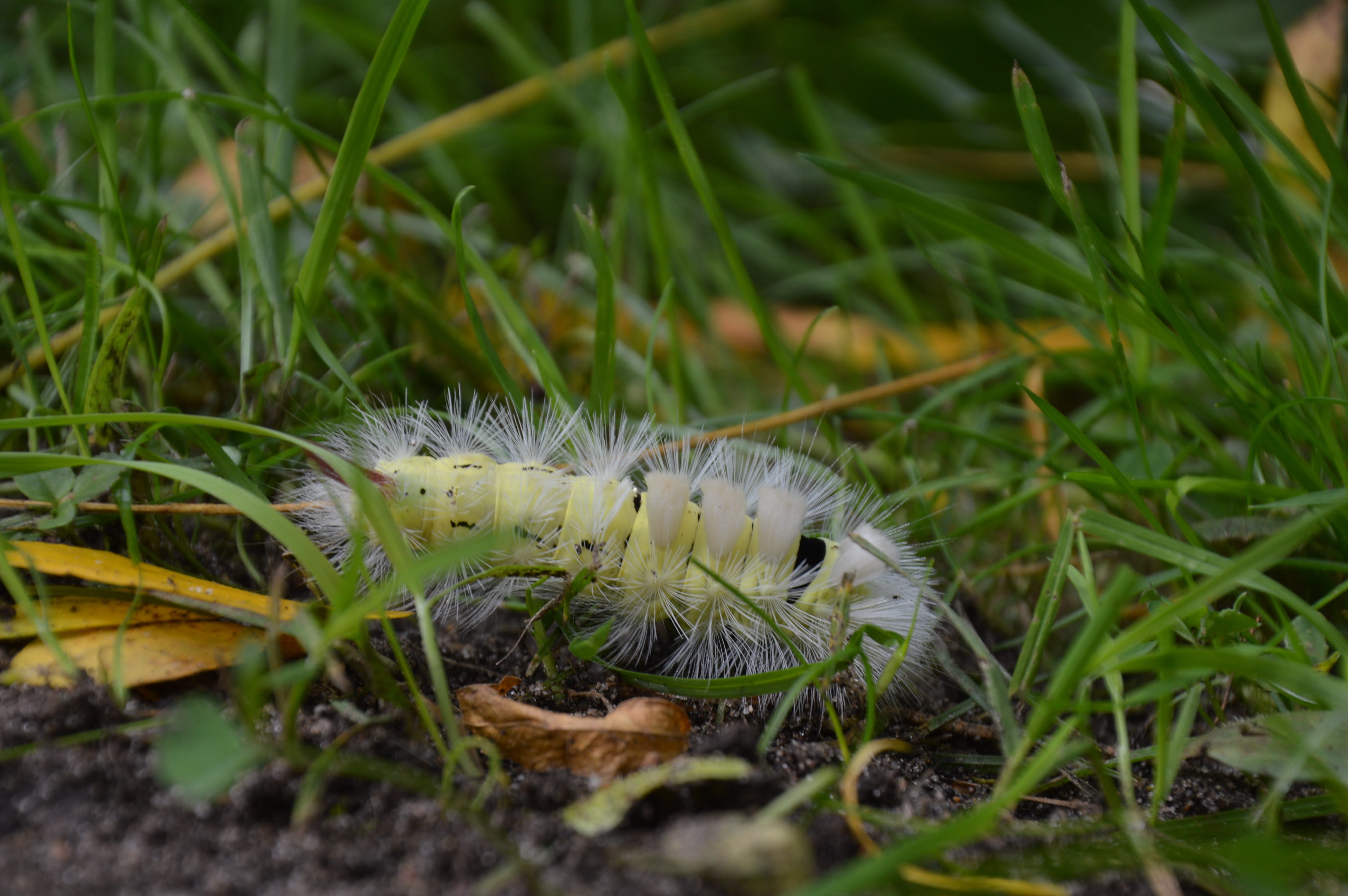 insect, close up, plant, nature, growth, grass, book red tailed, one animal, green color, hairy, no people, animals in the wild, 4K, animal themes, caterpillar, HD Wallpaper