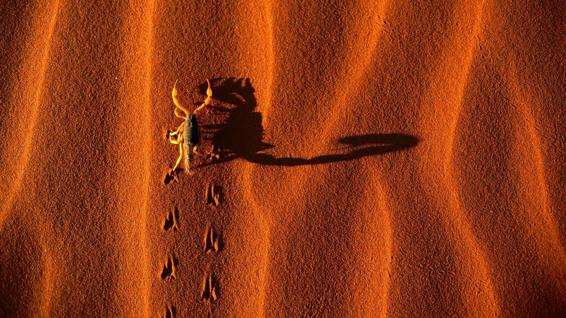 nice, 1080P, desert, scorpio, HD Wallpaper