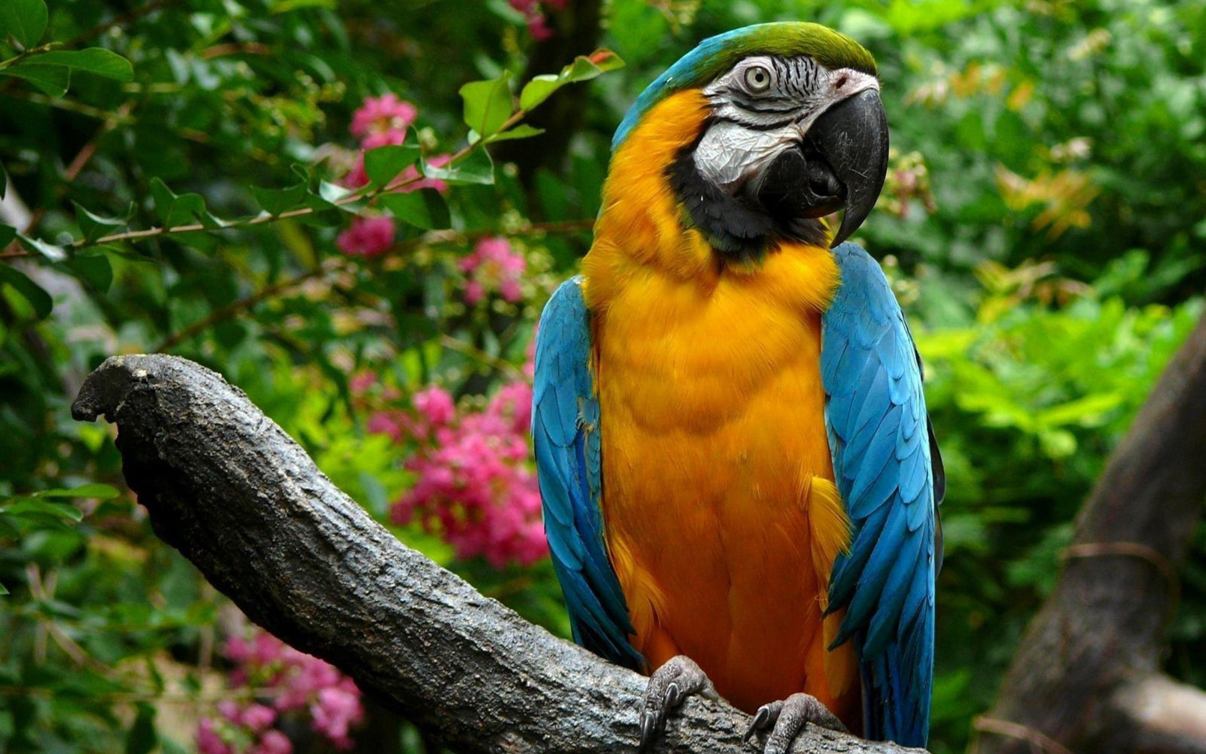 4K, bird, animals, parrot, macaw, HD Wallpaper