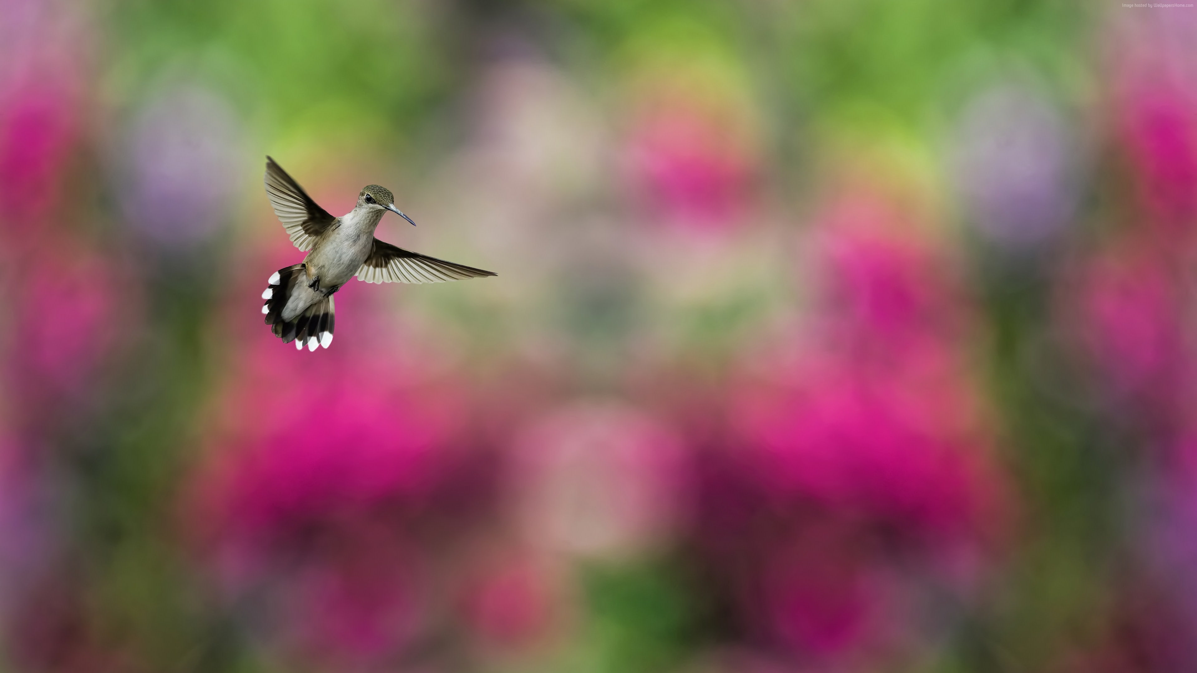 blur, humming-bird, Hummingbird, Bird, 4K, colorful, HD Wallpaper