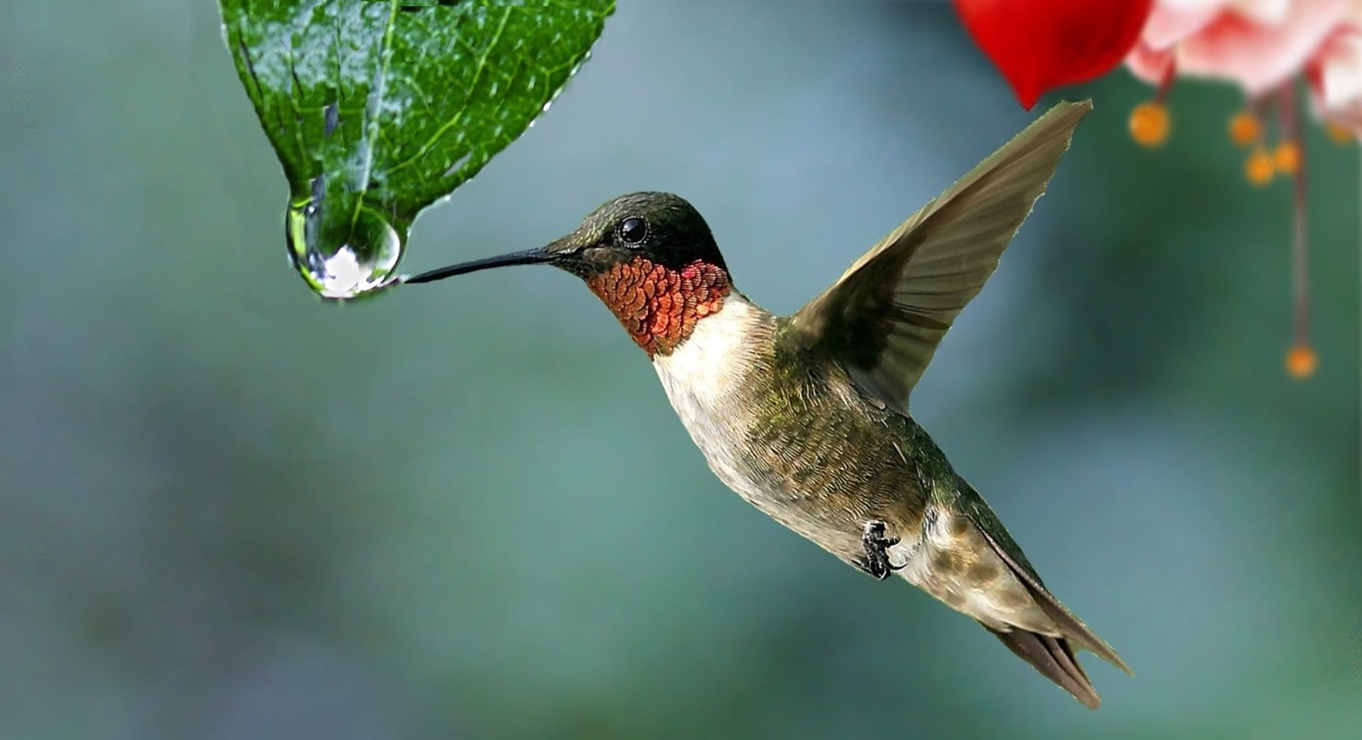flying, day, beak, drop, garden, flowers, raindrop, one animal, close-up, no people, animal themes, last straw, flapping, 1080P, outdoors, animal wildlife, HD Wallpaper