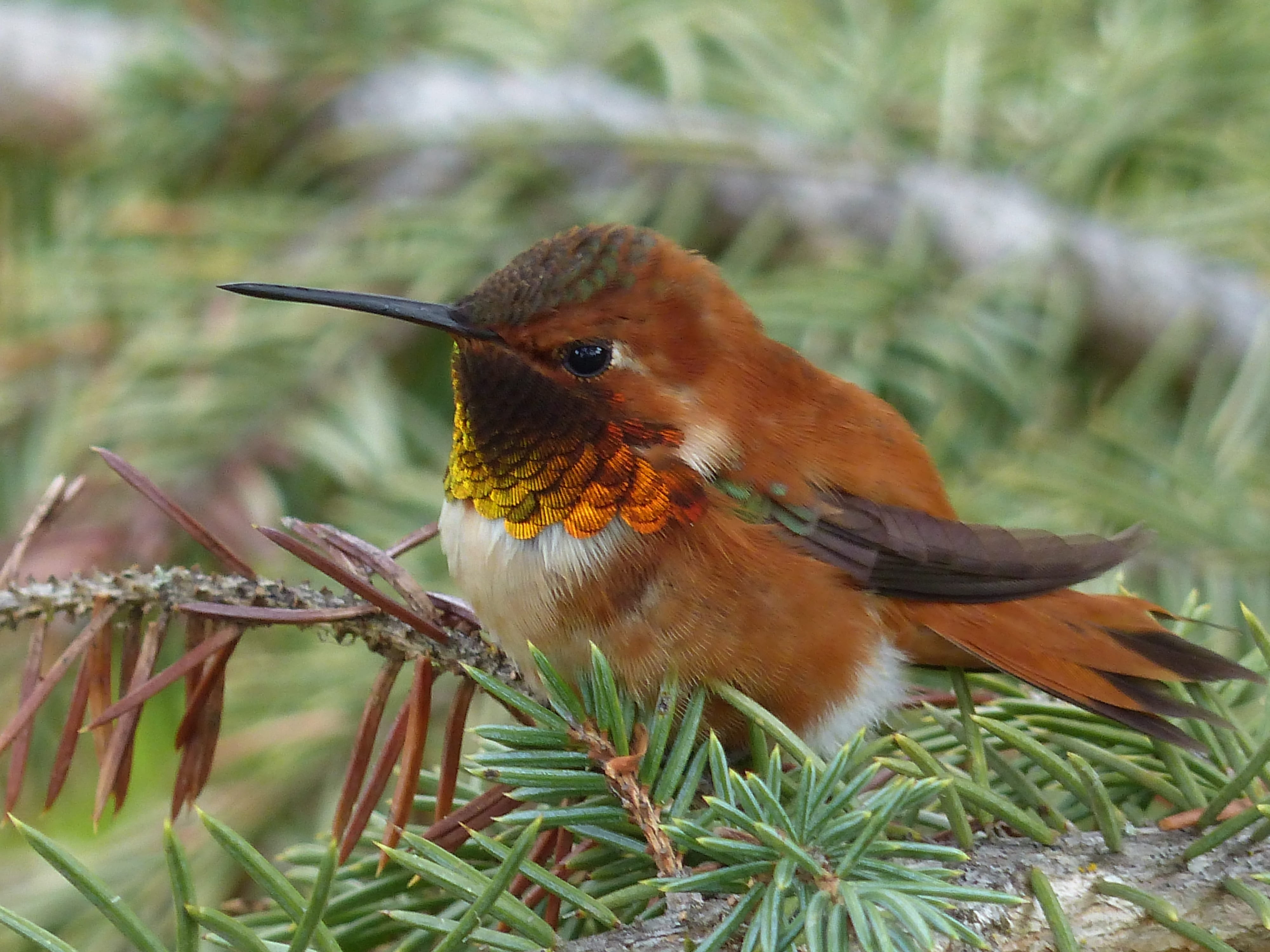 animal themes, humming, close up, fir, close, no people, 4K, bird, robin, photography, branch, looking, small, animals in the wild, hummingbird, close-up, HD Wallpaper