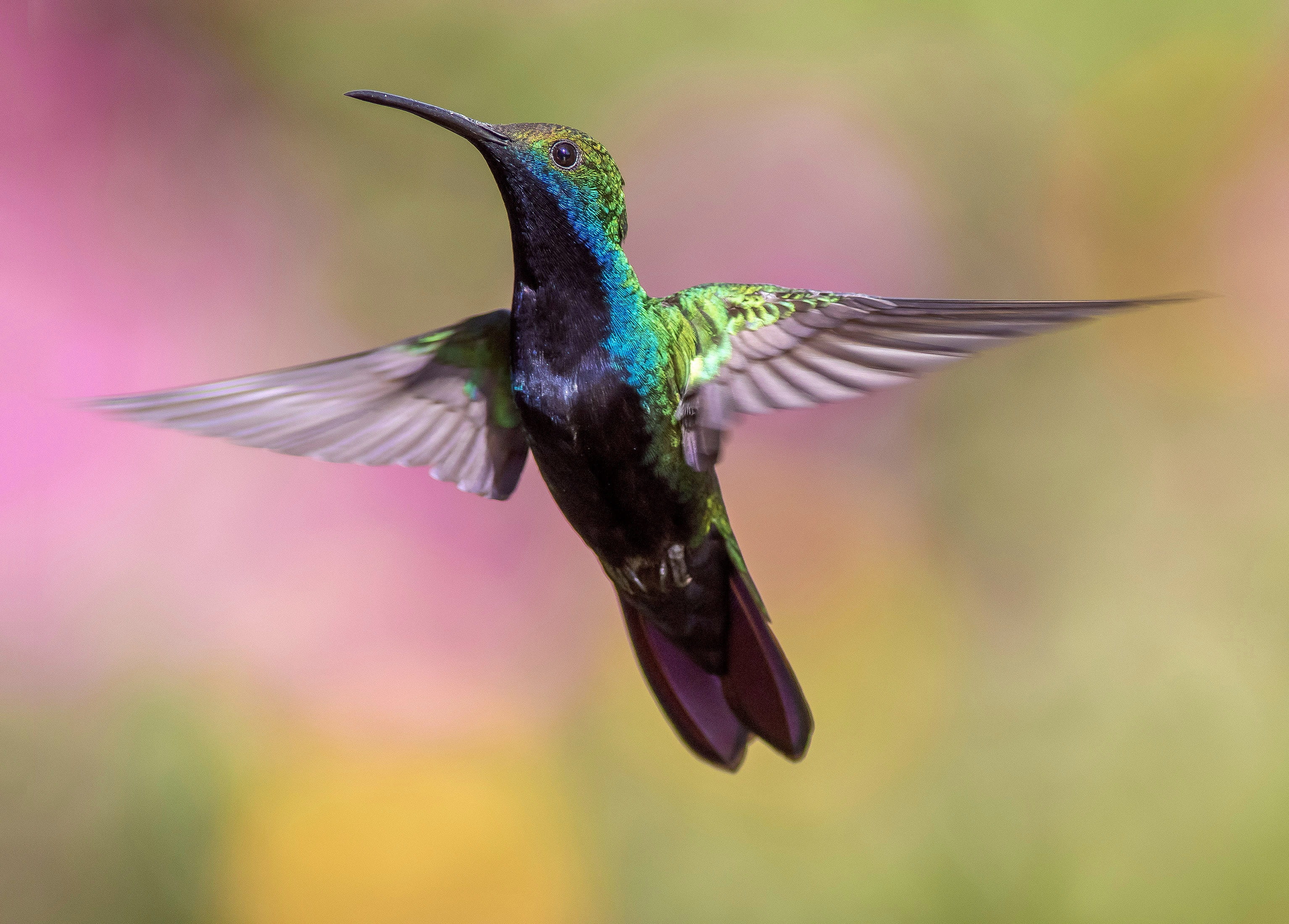 animal wing, flapping, focus on foreground, animal themes, animal body part, flight, flying, no people, animal wildlife, vertebrate, hummingbird, HD Wallpaper