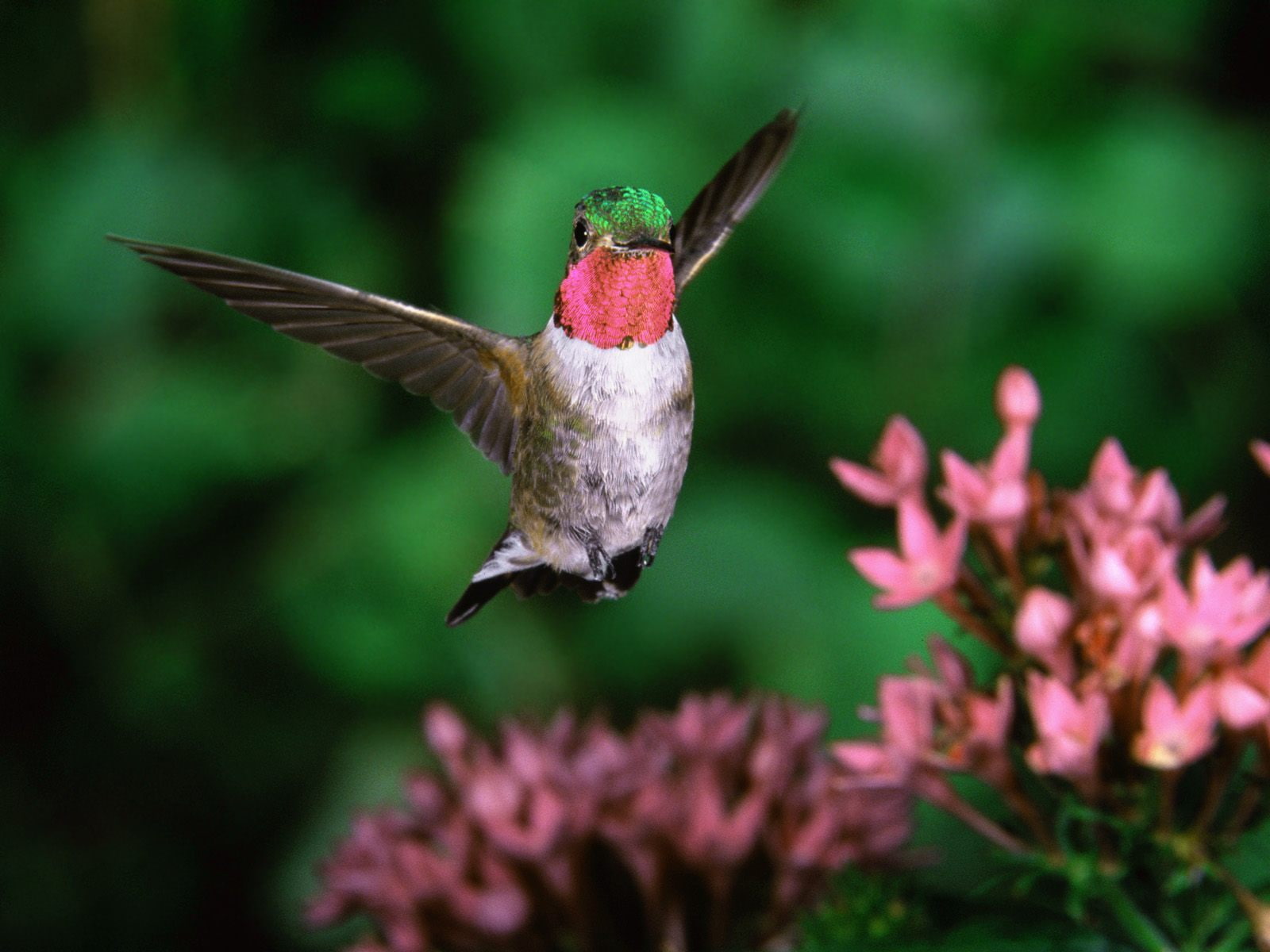 broadtail, humming, 720P, bird, HD Wallpaper