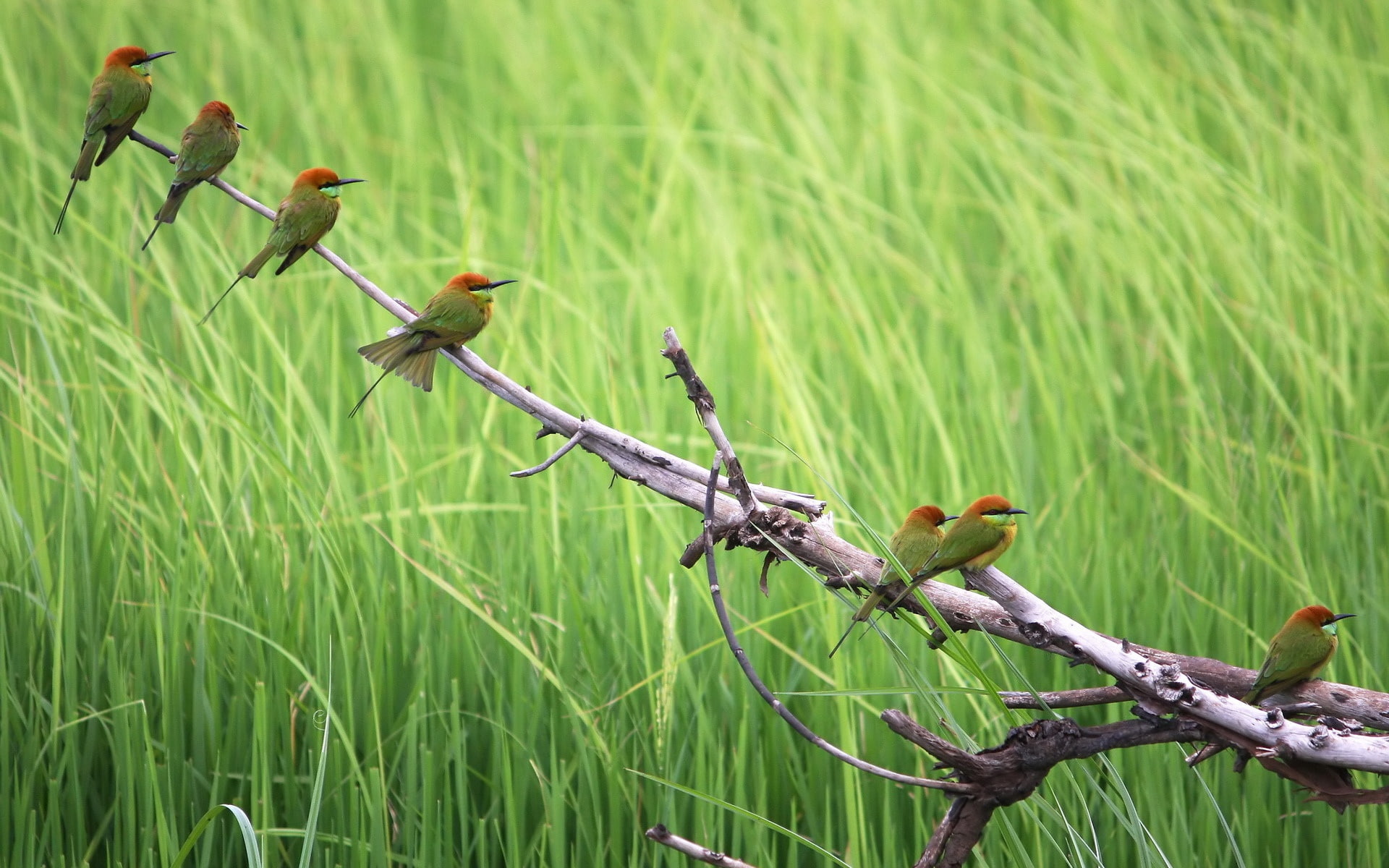 Birds, Background, 1080P, humming, seven, Green, Summer, browm, HD Wallpaper