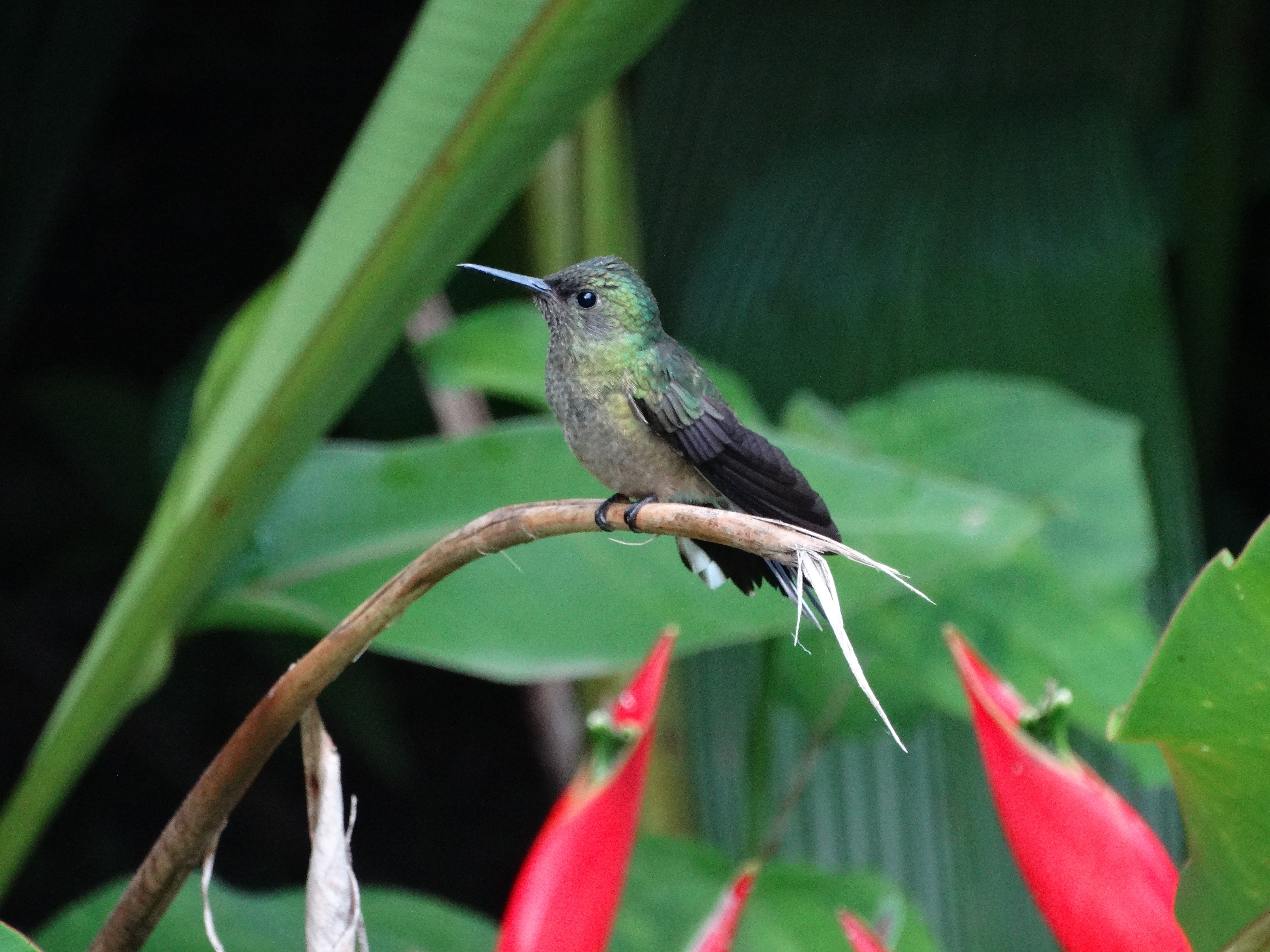 one animal, leaf, tropical bird, branch, vertebrate, flowers, focus on foreground, bird, no people, nature, rainforest, nectar, humming, hover, red, hummingbird, HD Wallpaper