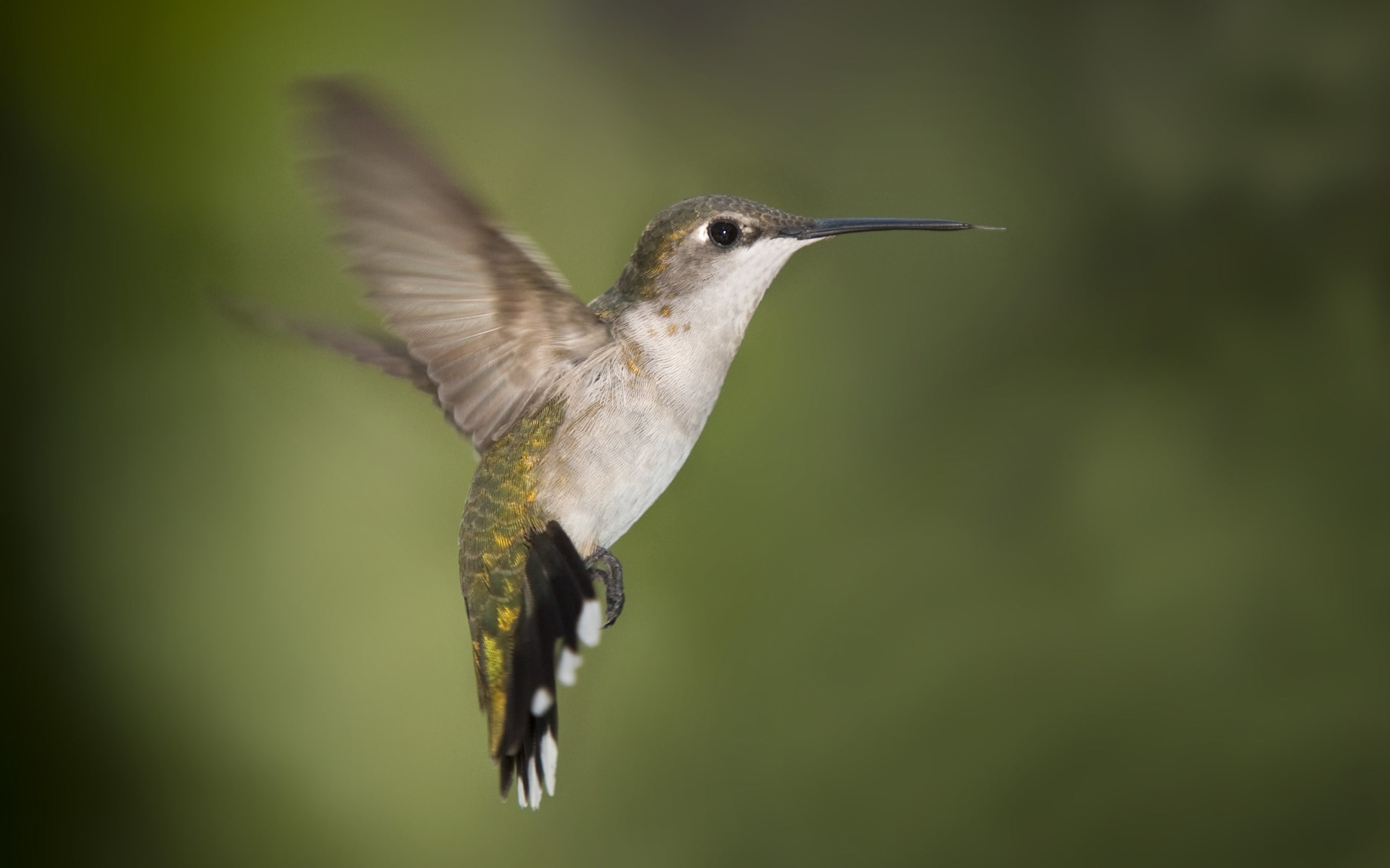 bird, hummingbird, gray, texas, humming, 2K, HD Wallpaper