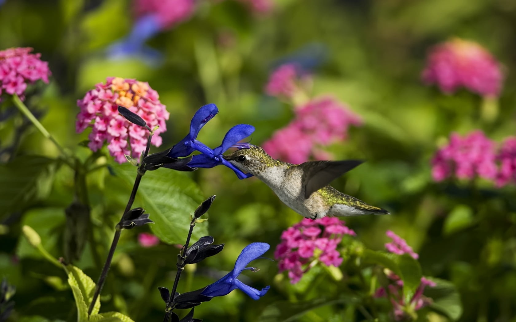 white, no people, feather, blue, birds, springtime, purple, petal, wildlife, animals In The Wild, outdoors, fragility, hovering, flowers, colors, animal themes, HD Wallpaper