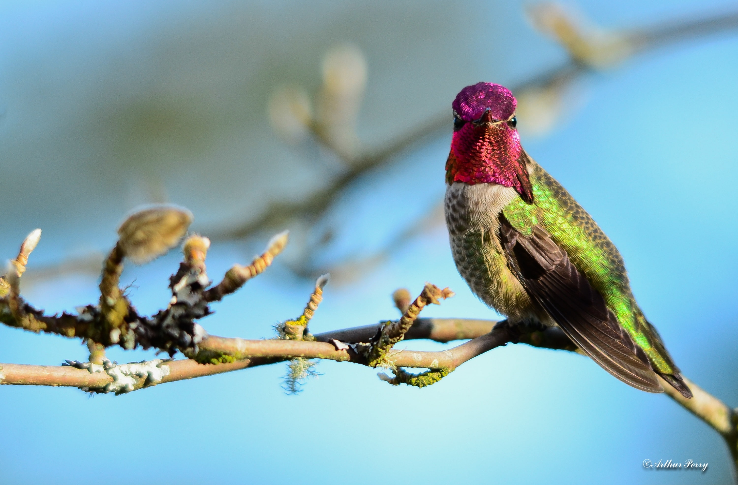 animal, Animals, one animal, ritish columbia canada, animals in the wild, twig, purple, british columbia canada, nature, bird, plant, annas hummingbird, HD Wallpaper